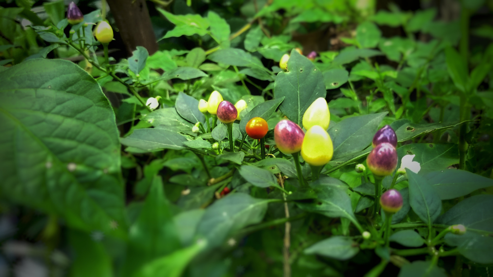 Motorola Moto G (5S) sample photo