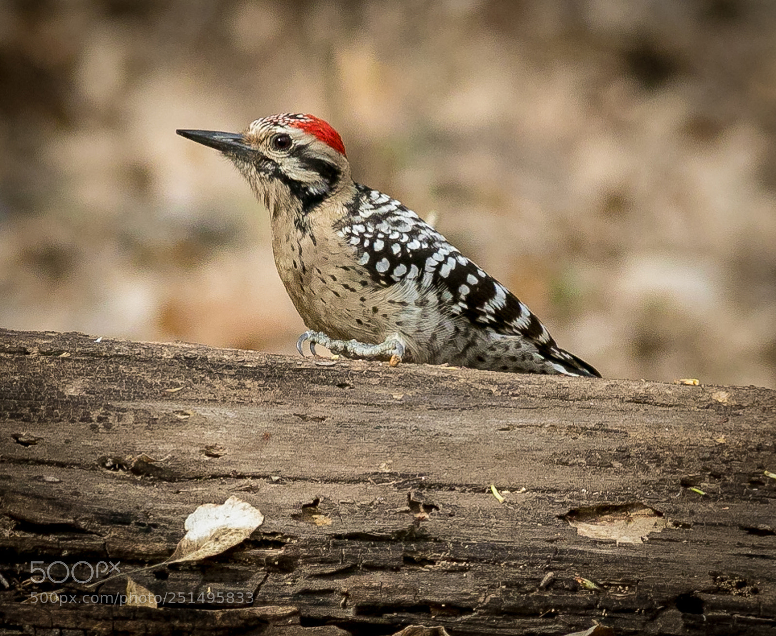 Canon EOS 7D Mark II sample photo. Ladder backed woodpecked photography