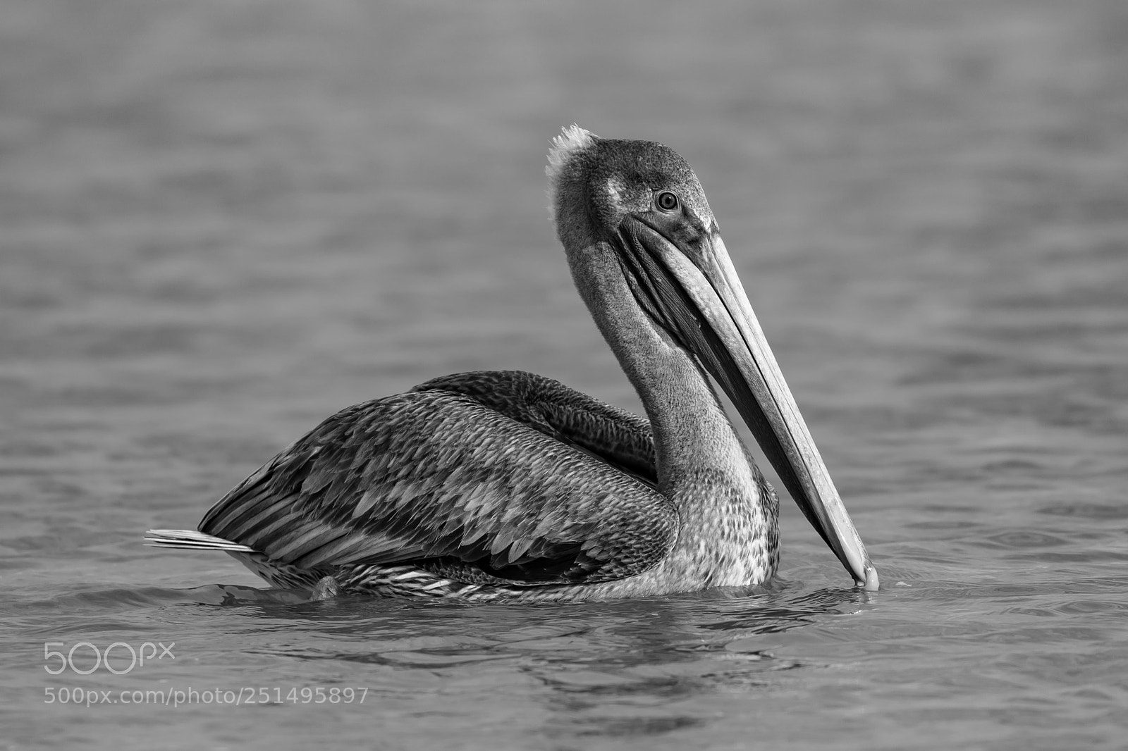Canon EOS 5D Mark IV sample photo. Pelican photography