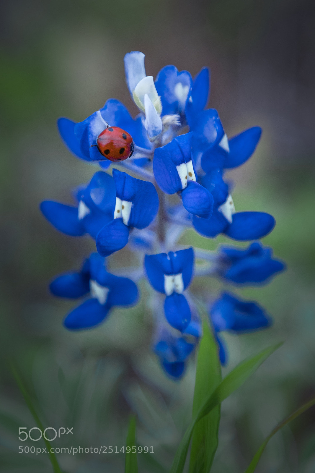 Canon EOS 6D Mark II sample photo. Bluebonnet ladybug photography