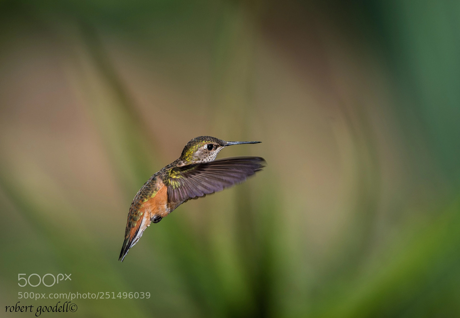 Nikon D850 sample photo. Female rufous hummingbird in photography