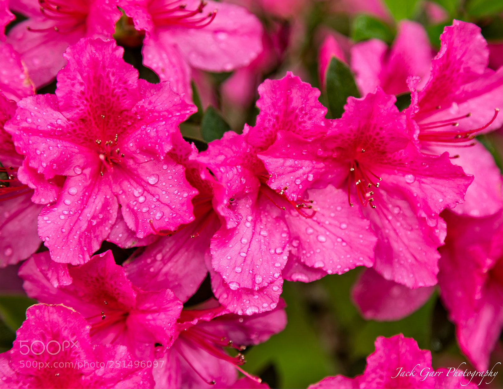 Canon EOS 5DS sample photo. Pink azalea in the photography