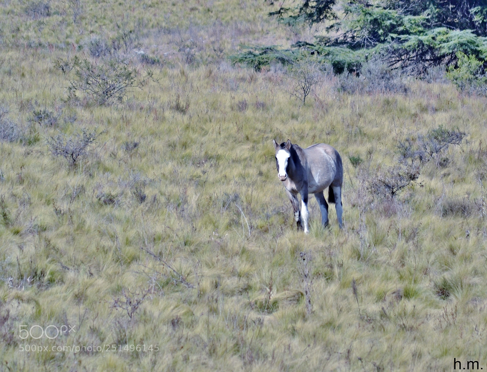 Nikon D3100 sample photo. Bedo photography