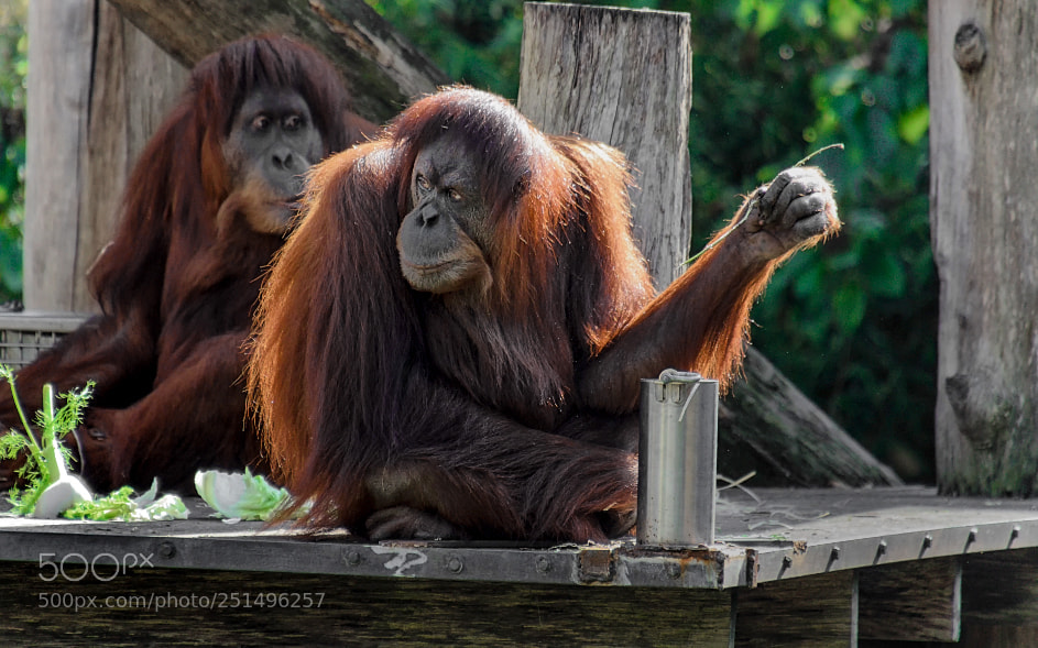 Nikon D7000 sample photo. 150901-016 orangutans melbourne zoo photography