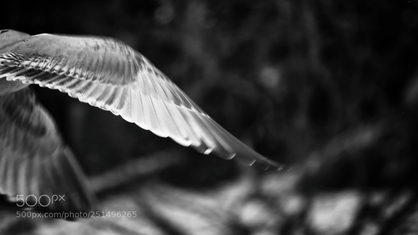 Nikon D3300 sample photo. Void heart photography