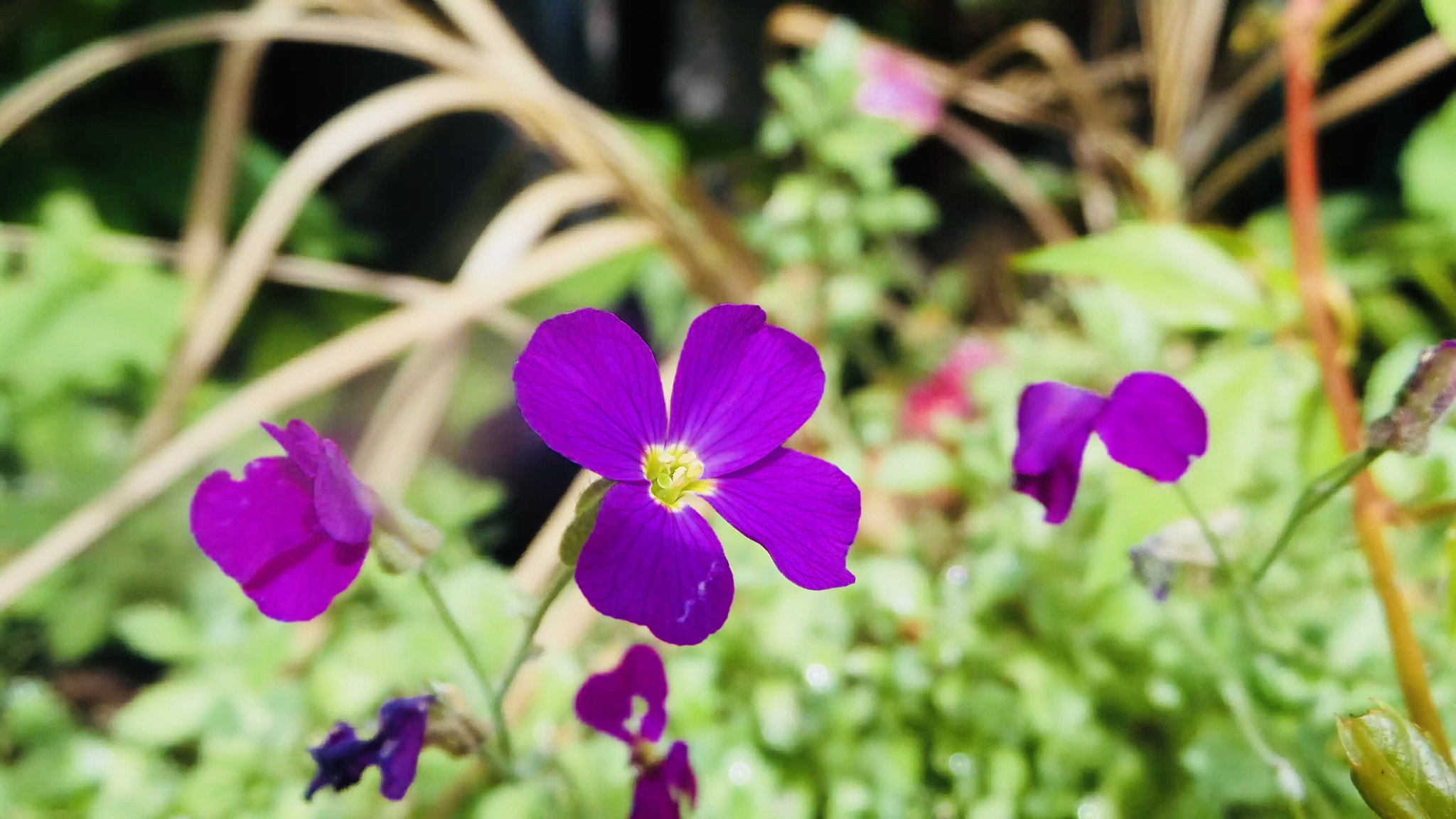 Samsung Galaxy Camera 2 sample photo