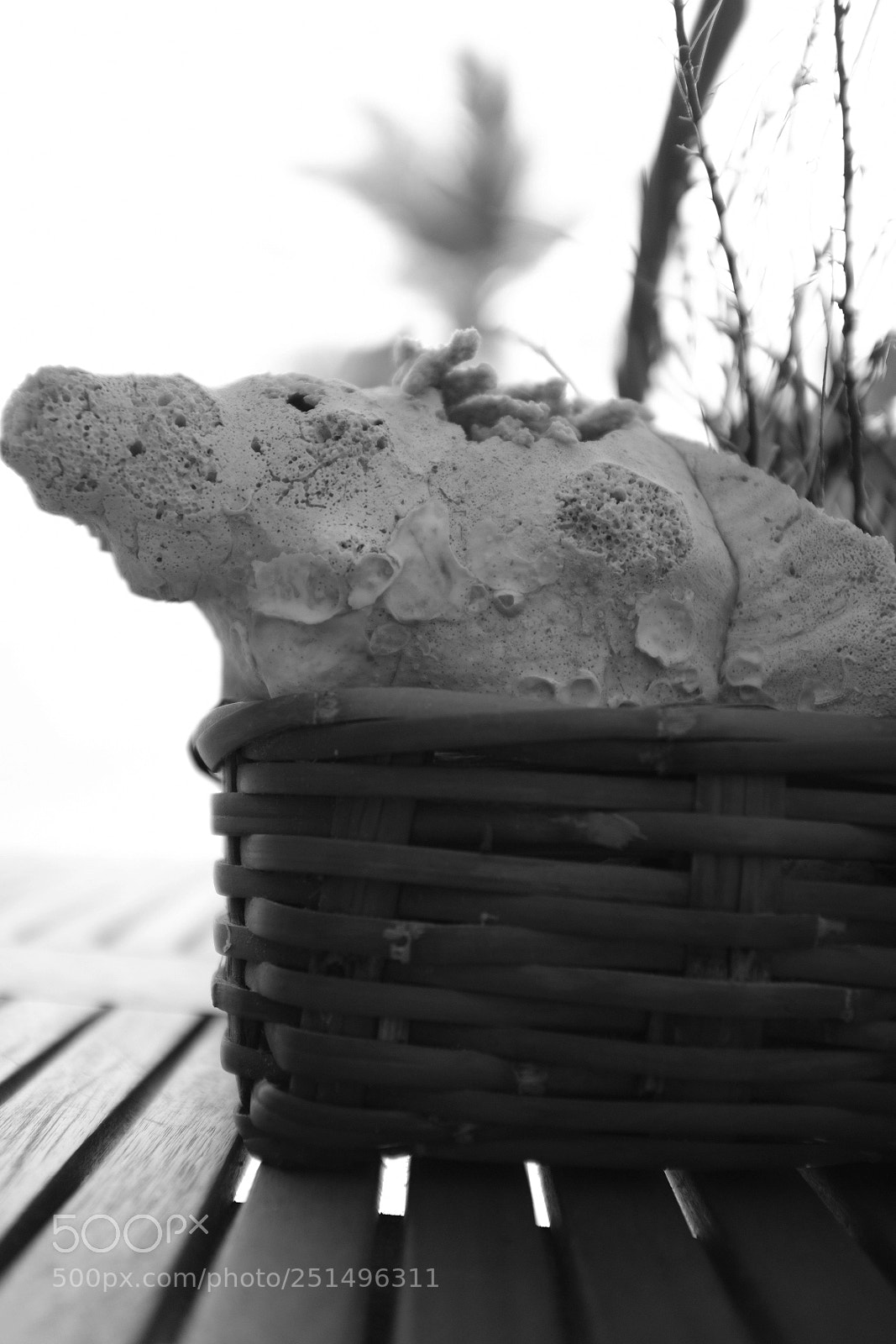 Fujifilm X100F sample photo. Snail photography