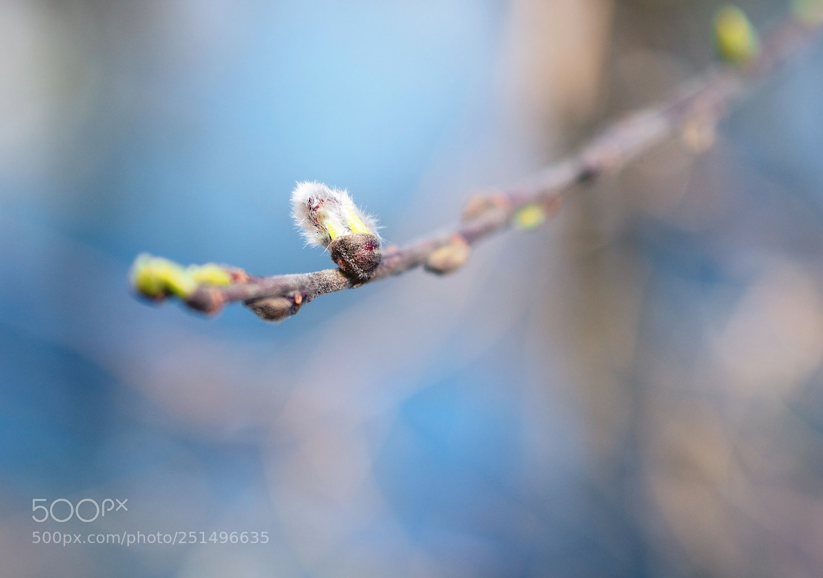 Olympus OM-D E-M10 sample photo. Branch photography