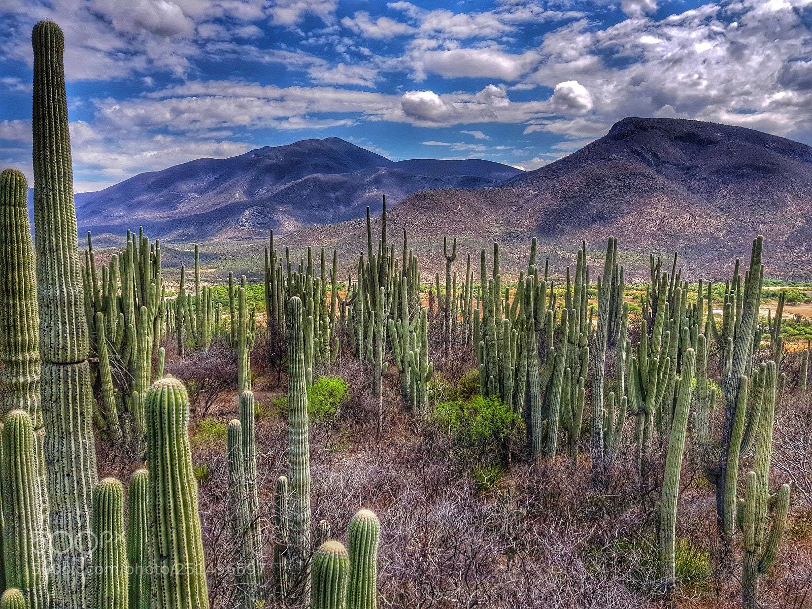 Samsung Galaxy S8 sample photo. Cacti formation photography