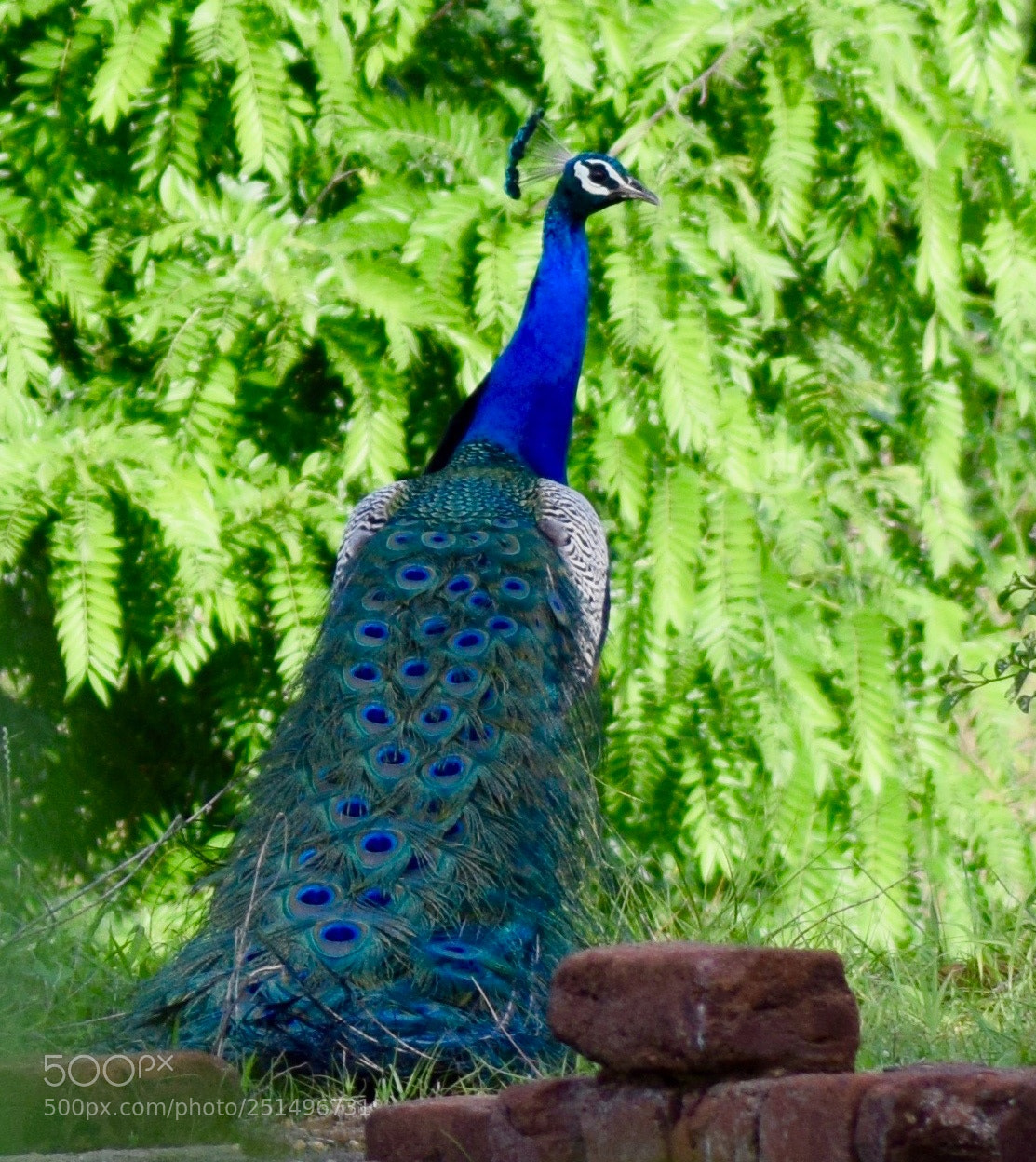 Nikon D3300 sample photo. Glimpses of peacock!! photography