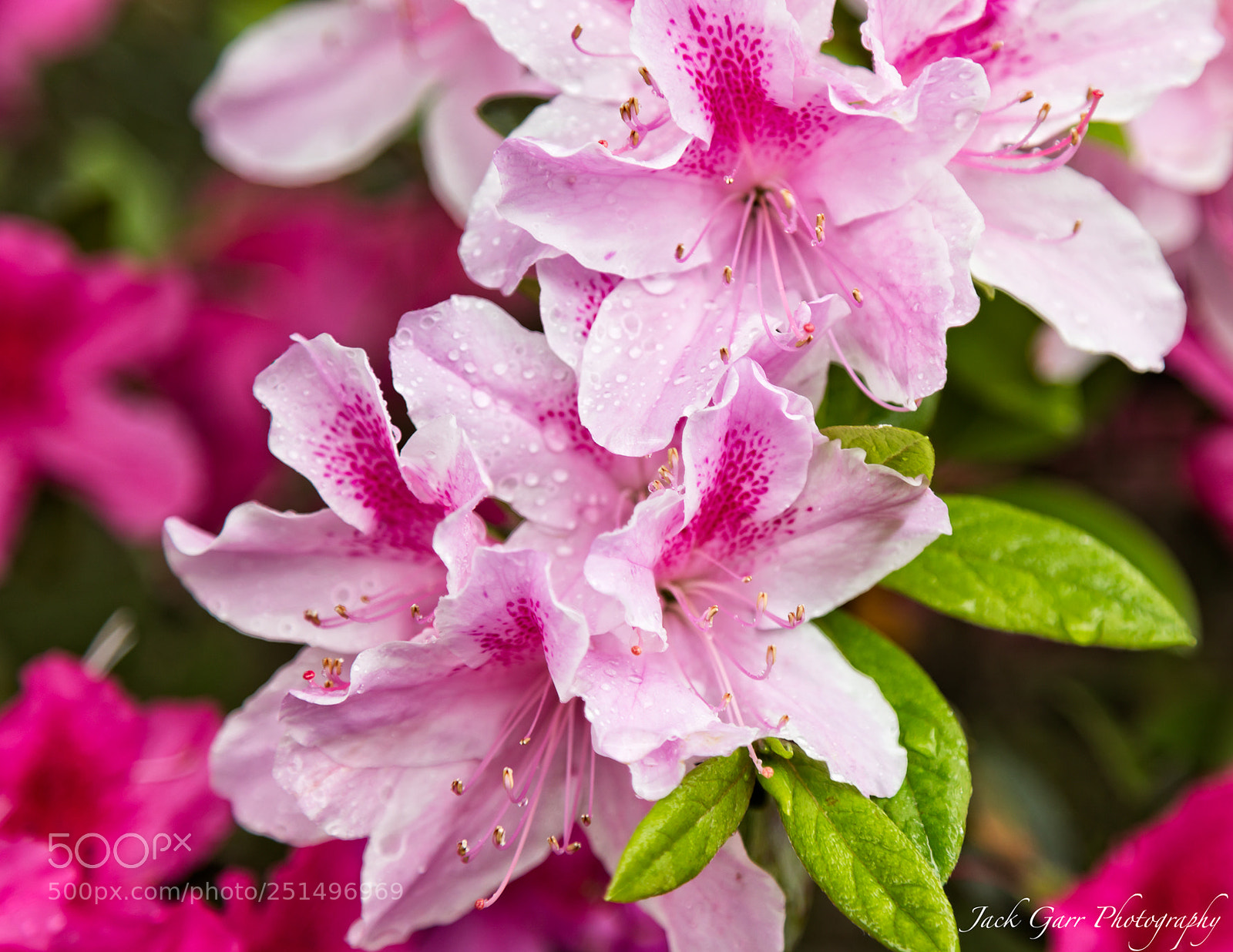 Canon EOS 5DS sample photo. Pink and white azalea photography