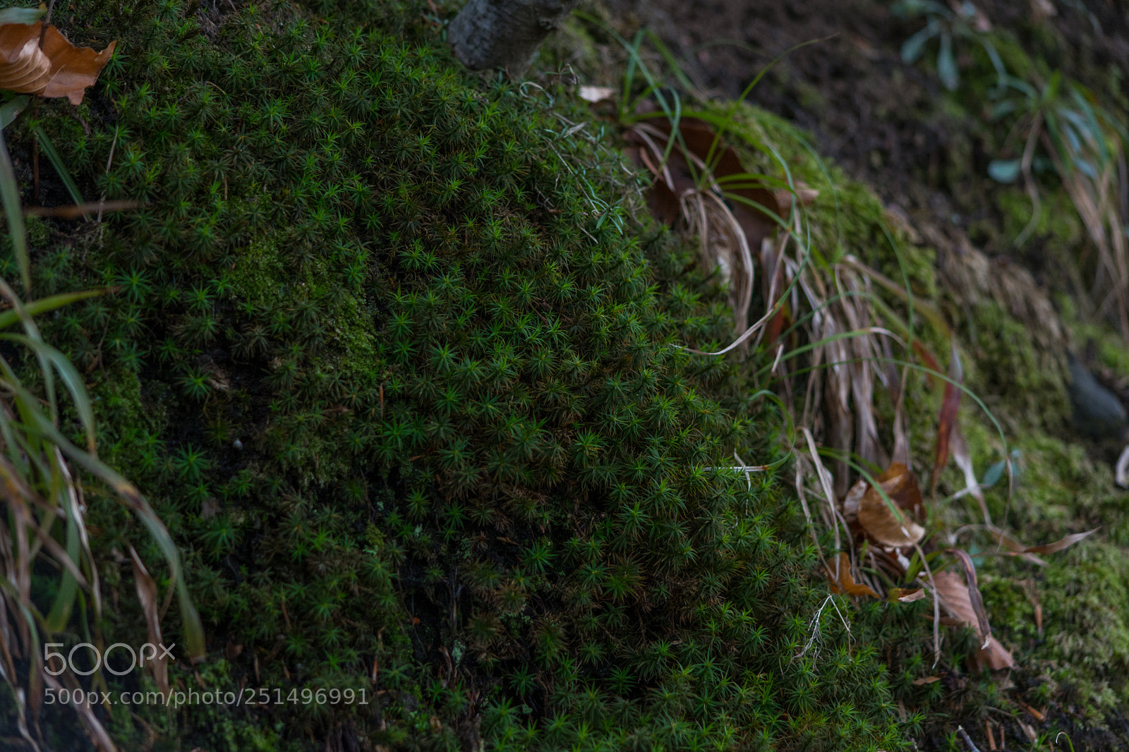 Nikon D5200 sample photo. Walk through the woods photography