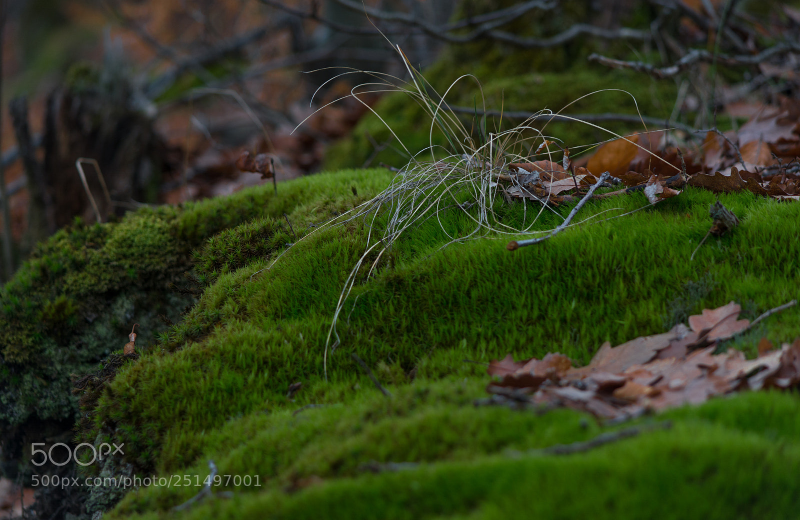 Nikon D5200 sample photo. Walk through the woods photography