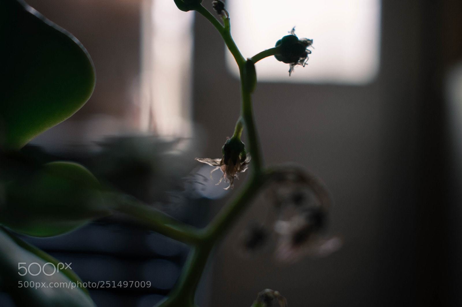 Nikon D3300 sample photo. Macro shot photography