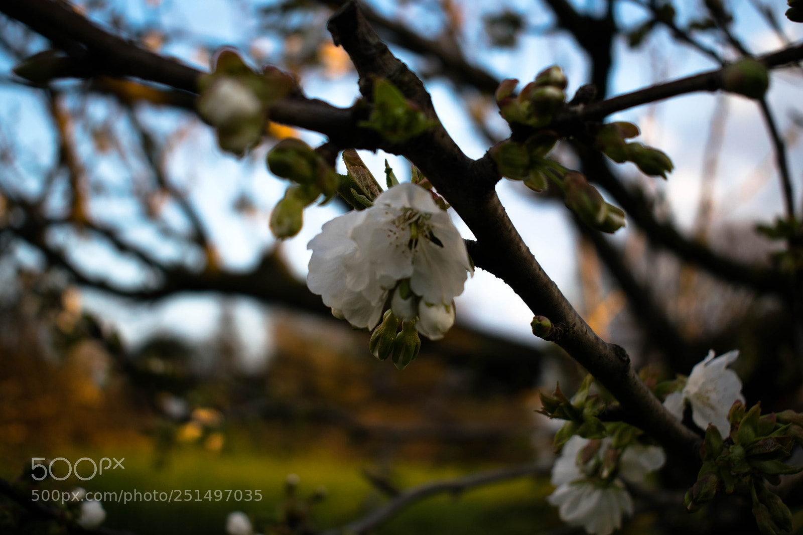 Nikon D3300 sample photo. Cherry tree photography