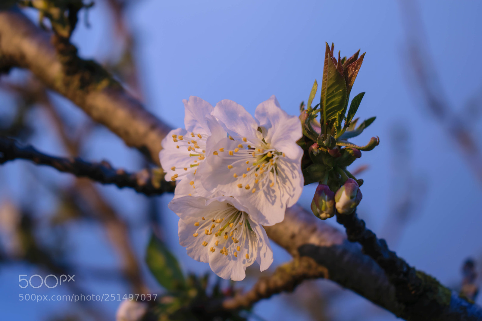 Nikon D3300 sample photo. Spring photography