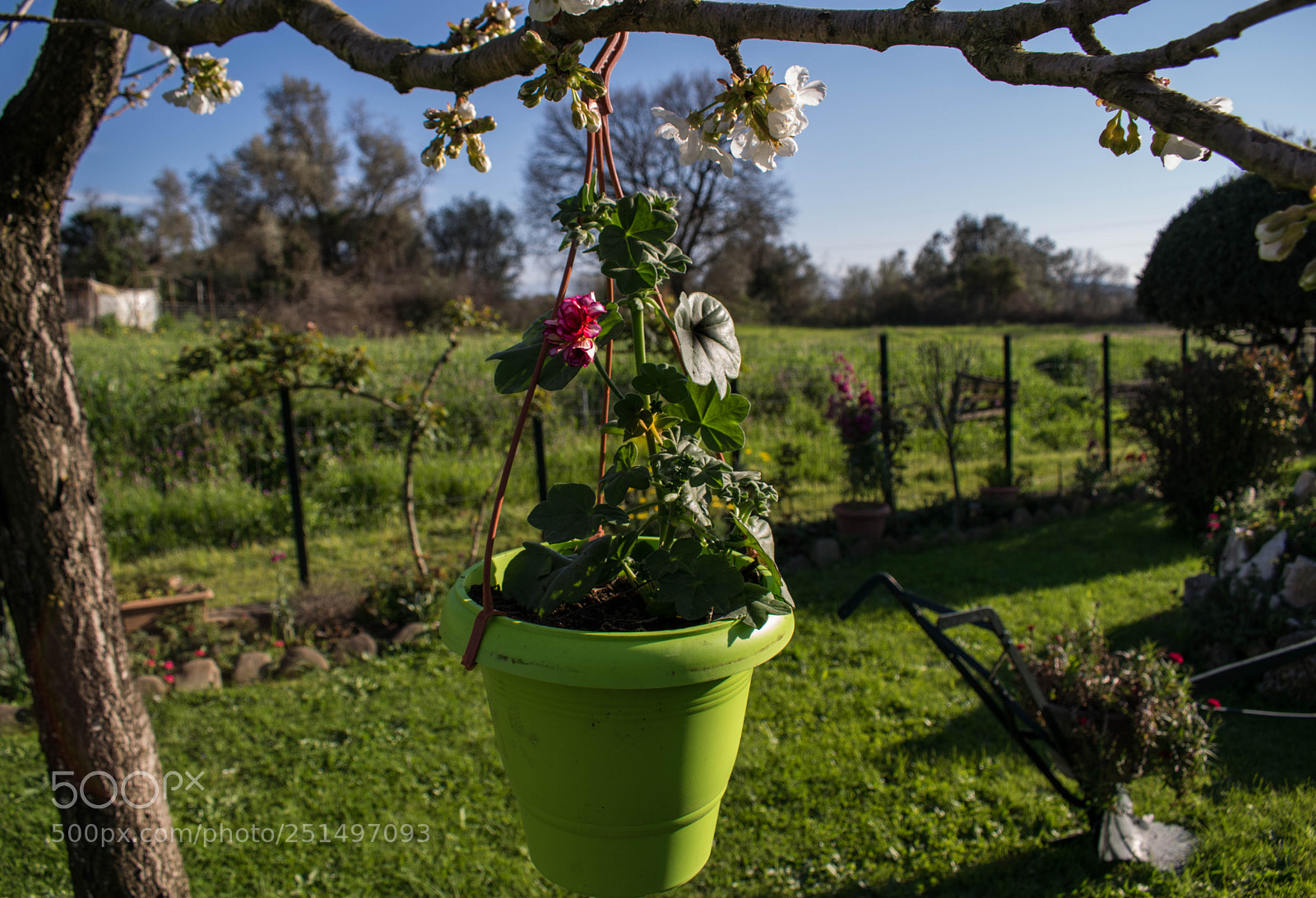 Nikon D3300 sample photo. Flower pot photography