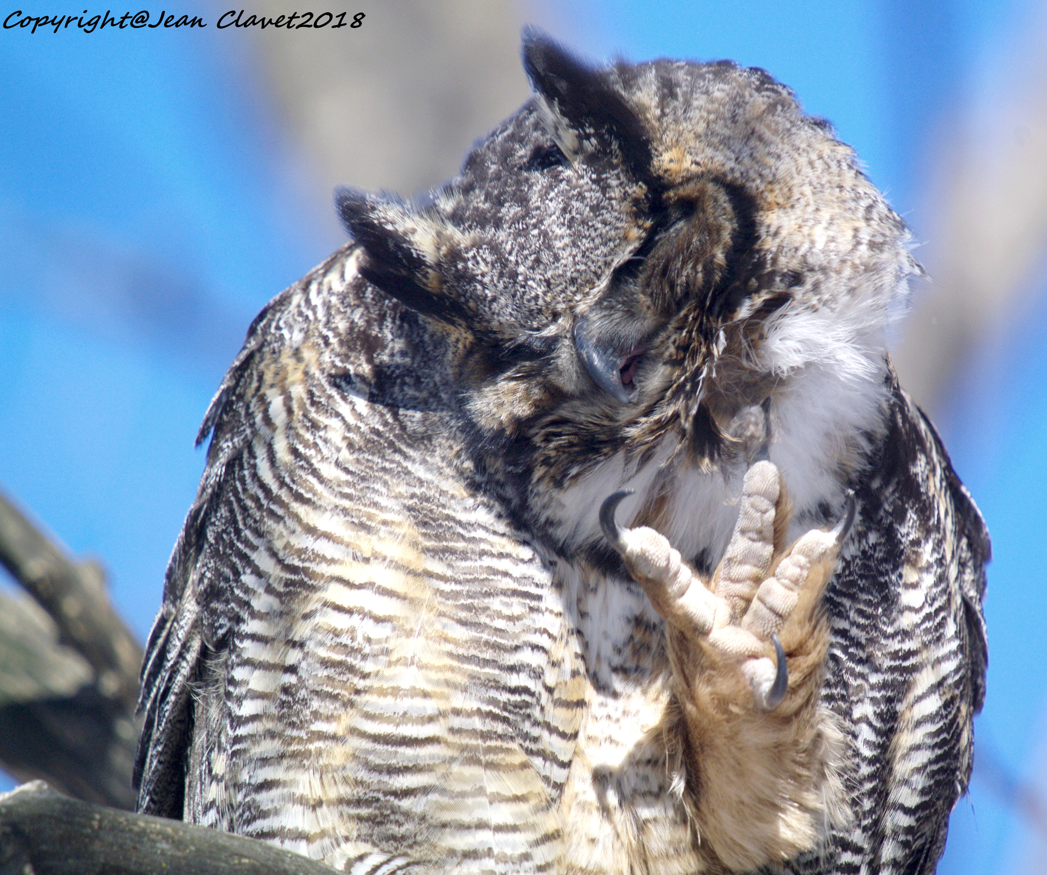 Pentax K-7 sample photo. Grand duc d'amérique photography