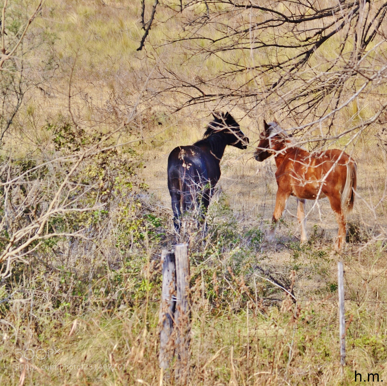Nikon D3100 sample photo. Acb o photography