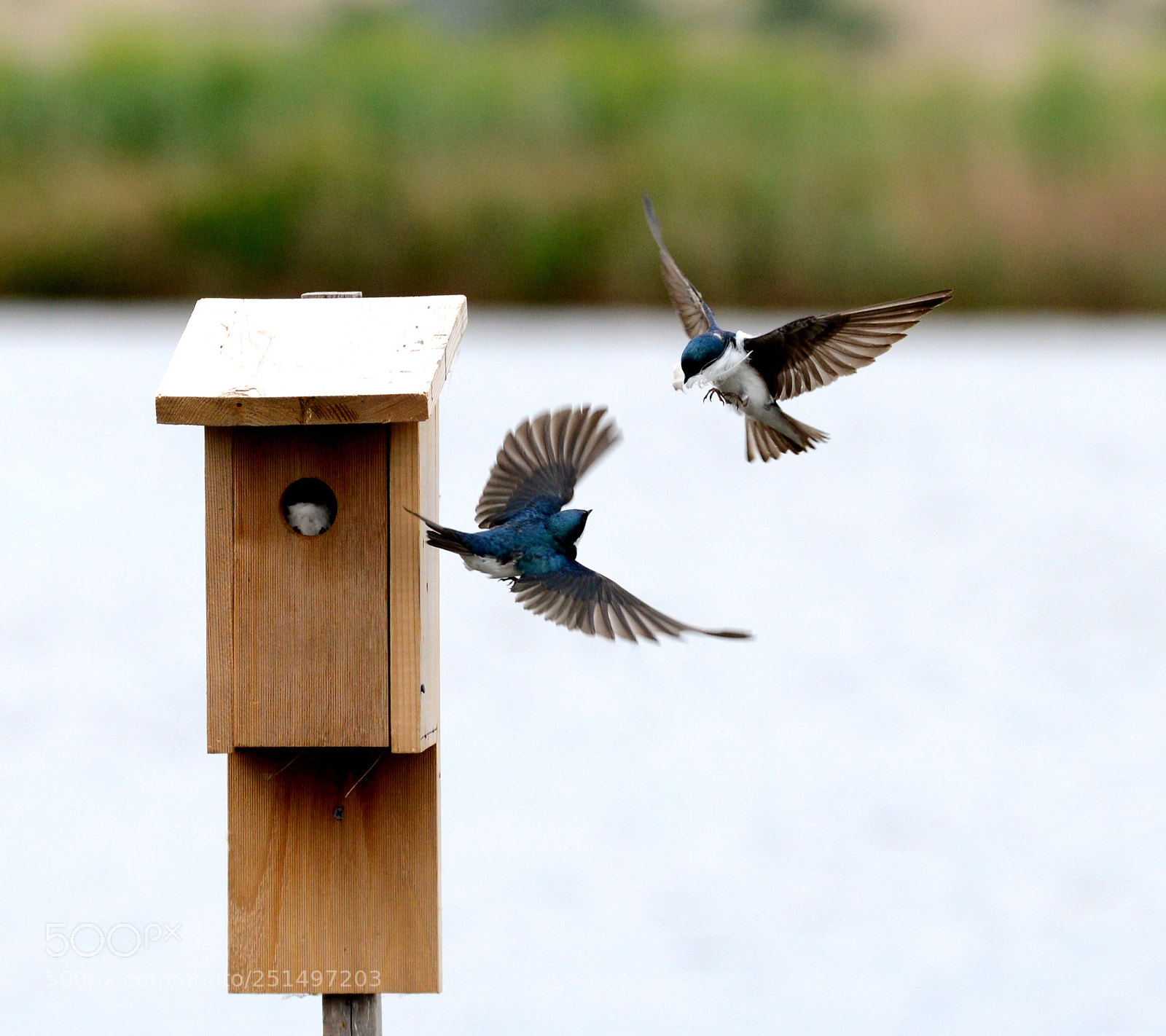 Nikon D600 sample photo. Tree swallows.  photography