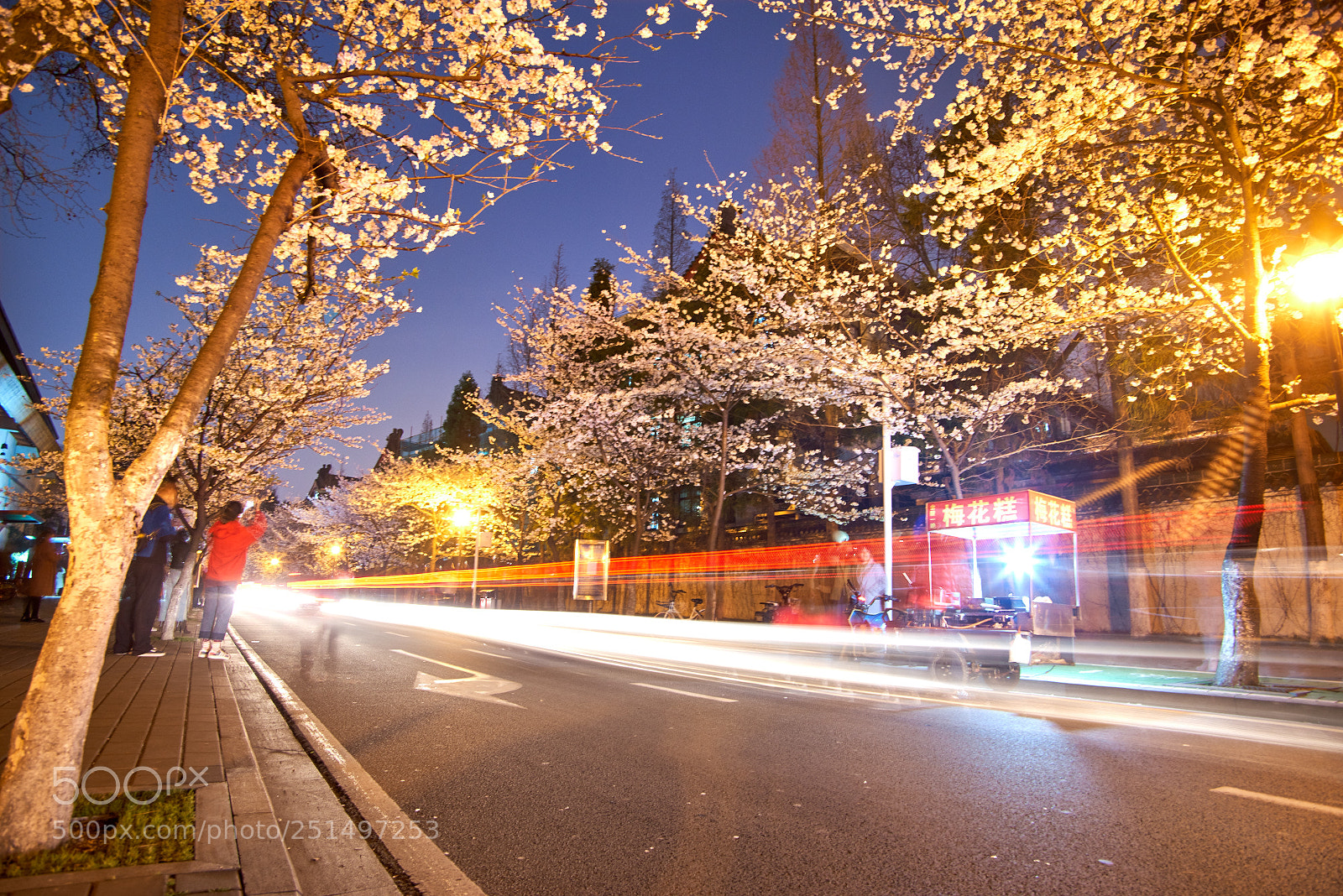 Pentax K-1 sample photo. The cherry blossom photography