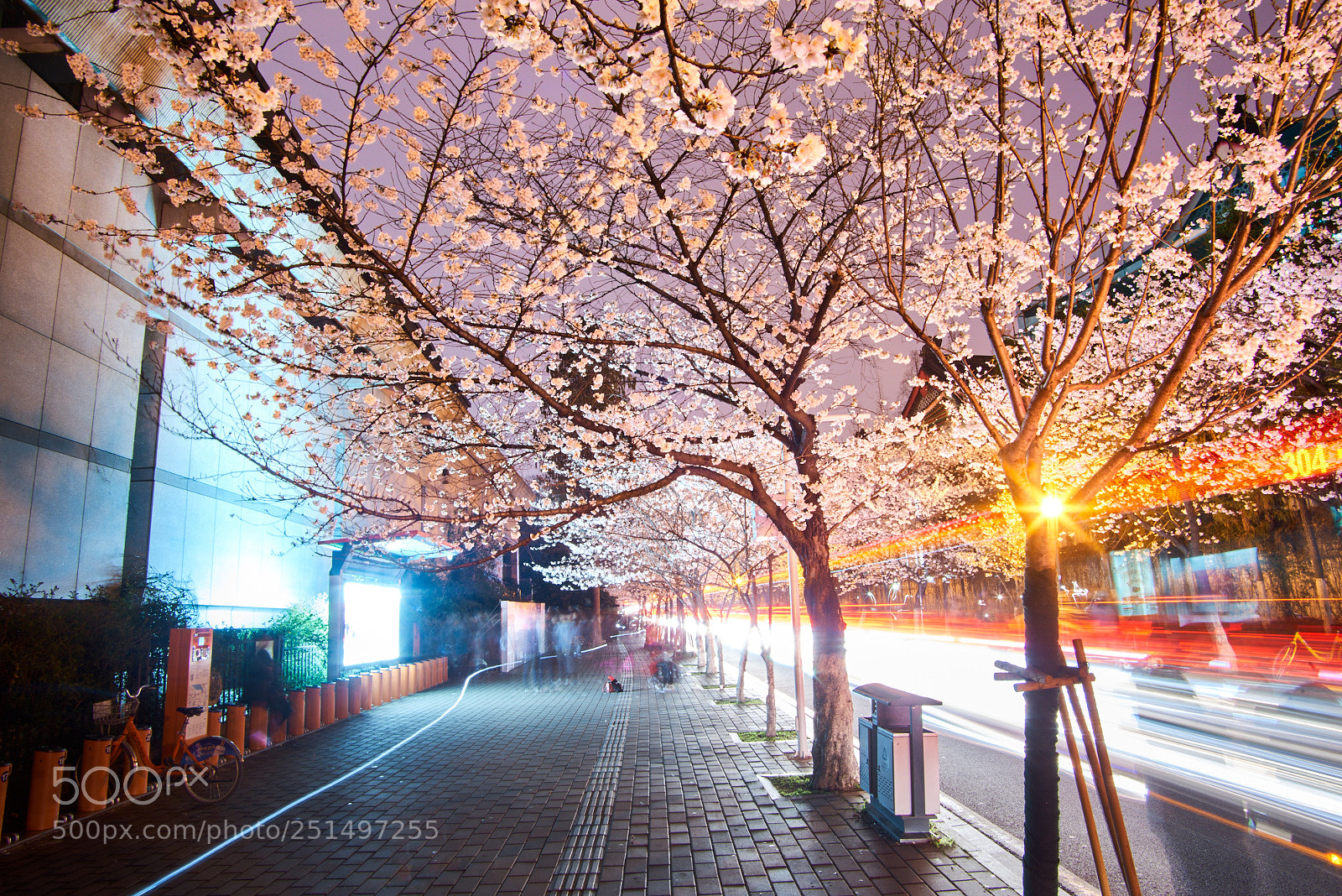 Pentax K-1 sample photo. The cherry blossom photography