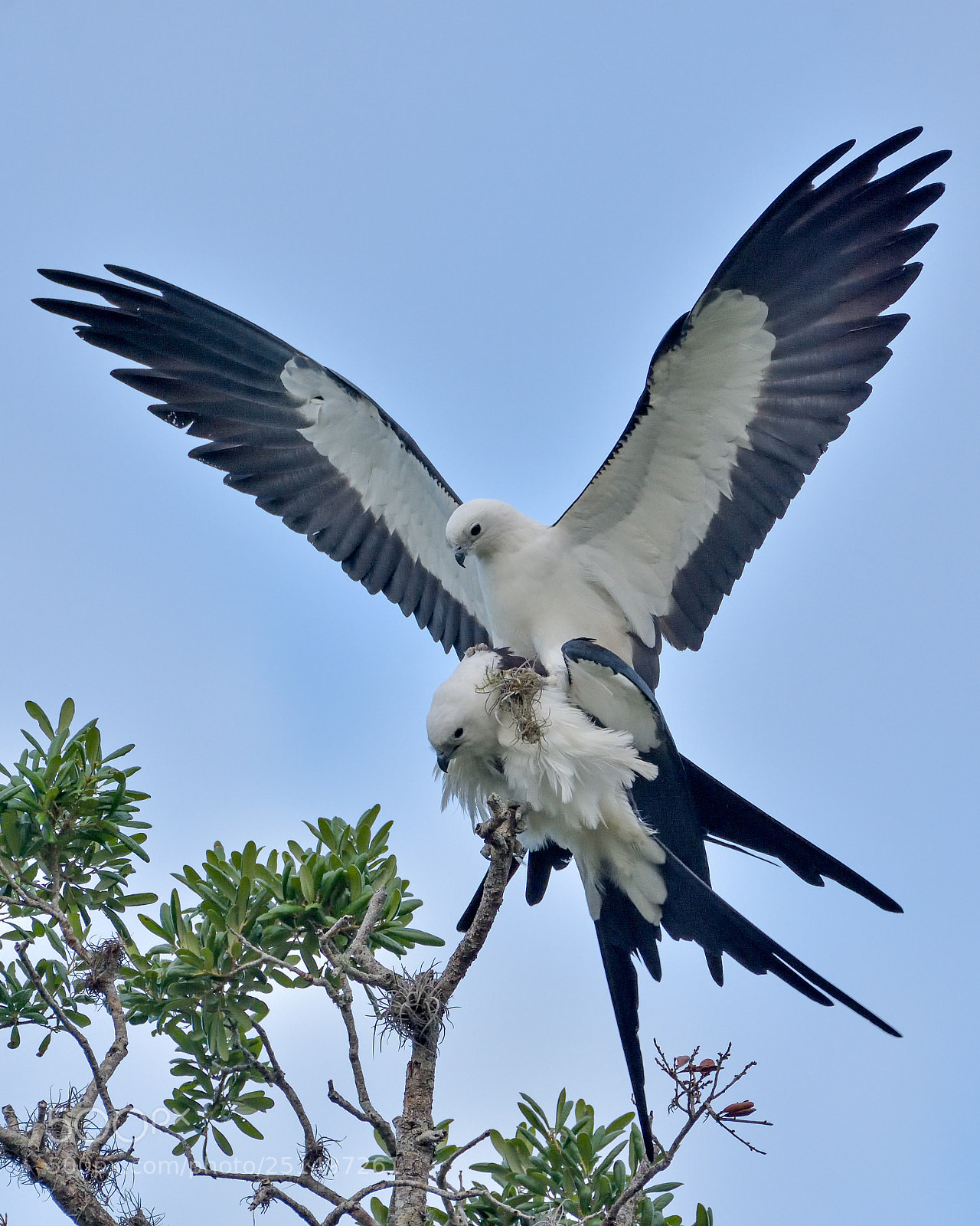 Nikon D7200 sample photo. Mating swallowtail kites photography