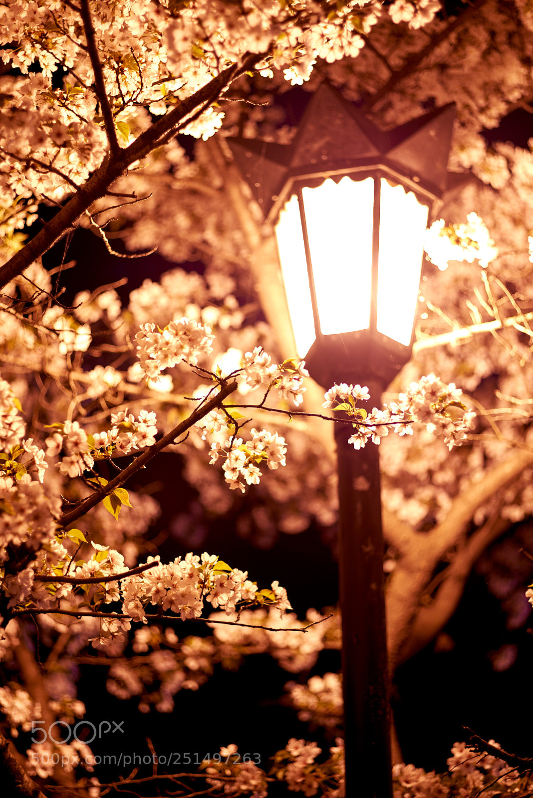 Pentax K-1 sample photo. The cherry blossom photography
