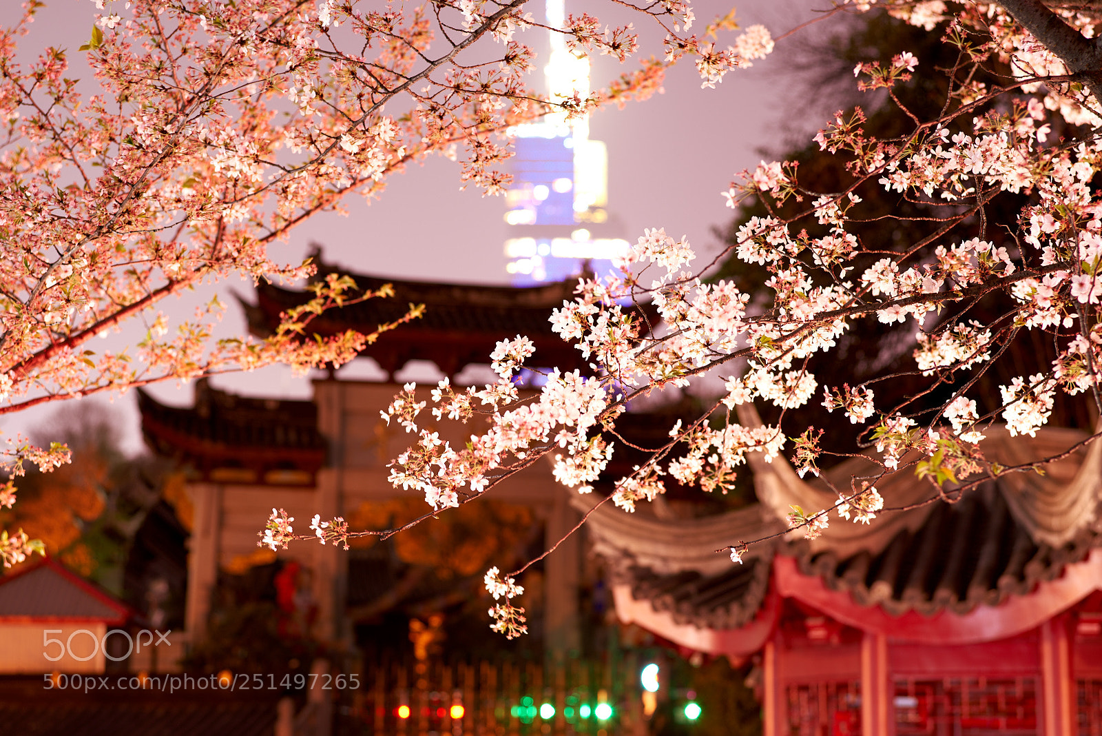 Pentax K-1 sample photo. The cherry blossom photography