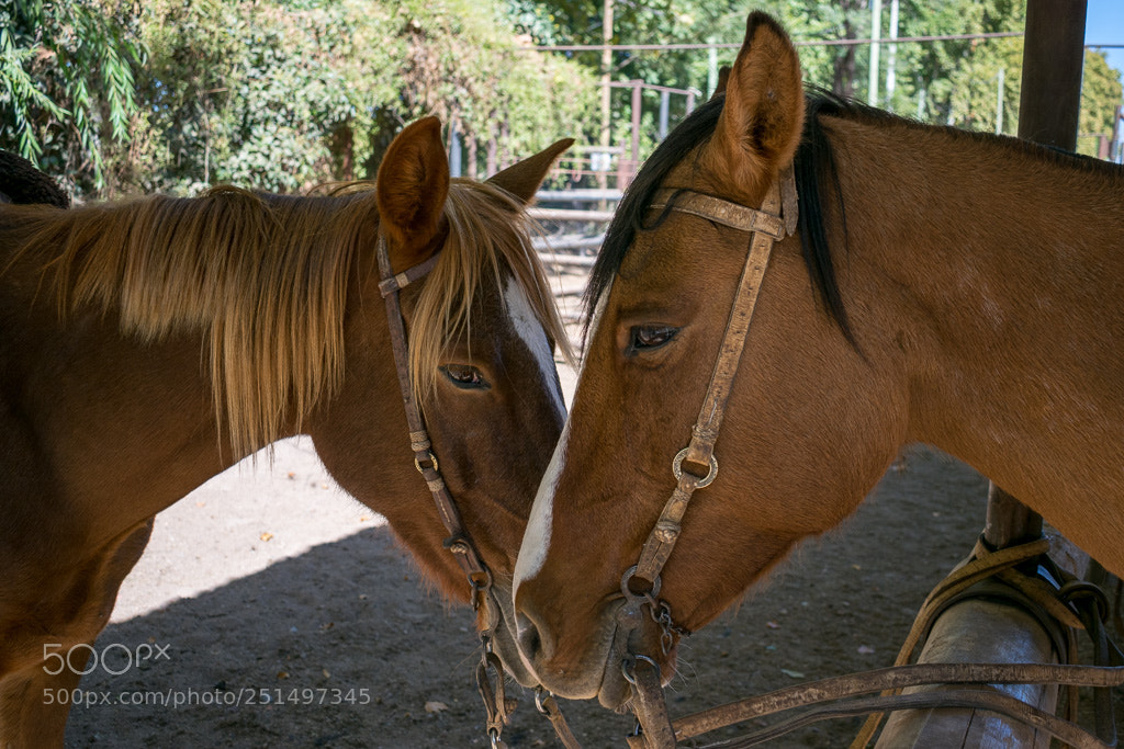 Nikon D5300 sample photo. Horses photography