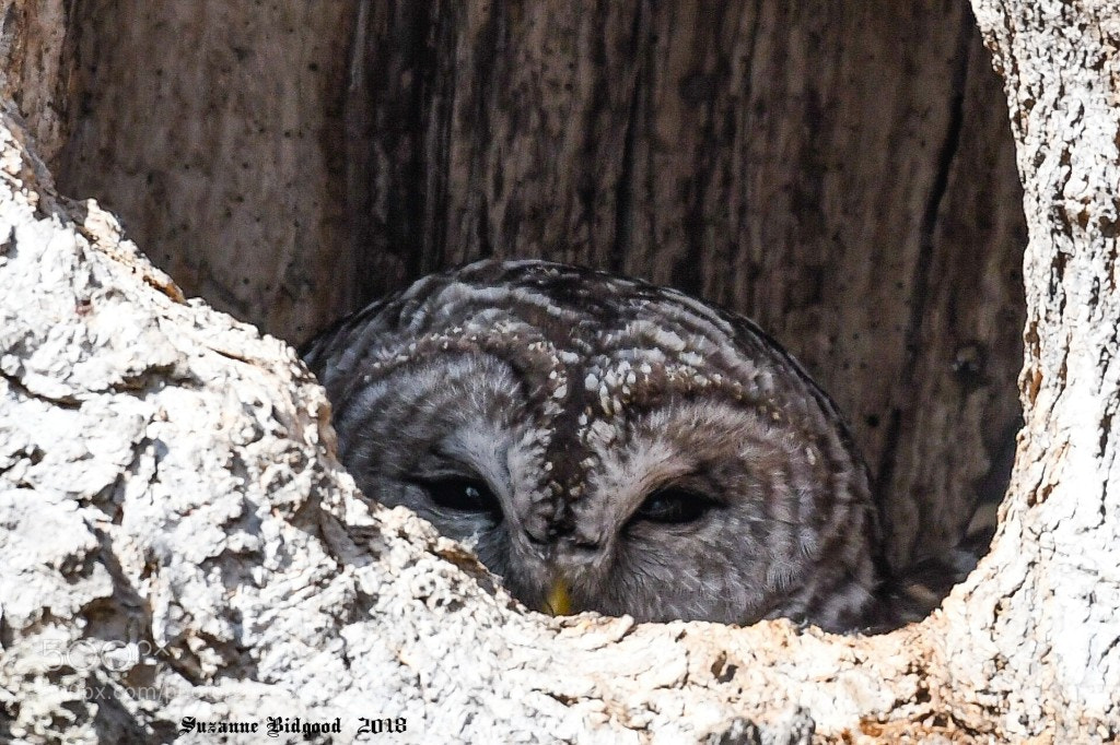 Nikon D500 sample photo. Somebody's watching me!! photography