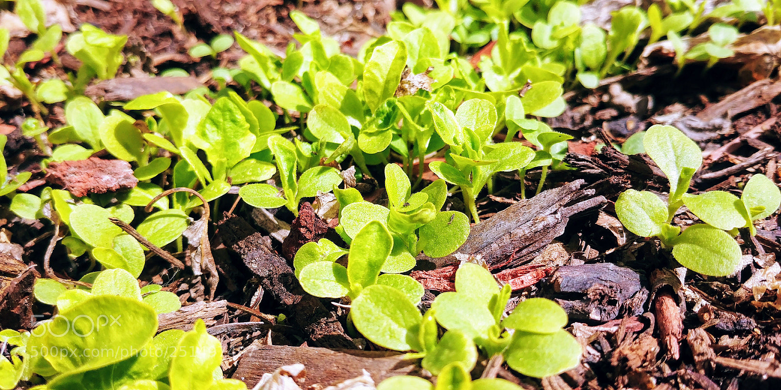 LG G6 sample photo. Springtime life photography