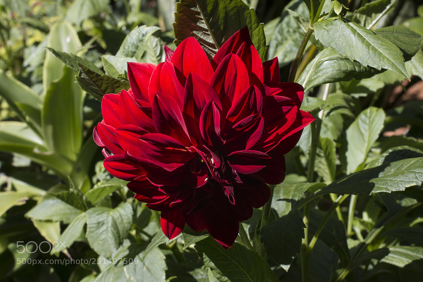 Canon EOS 70D sample photo. Dahlia's sun garden photography