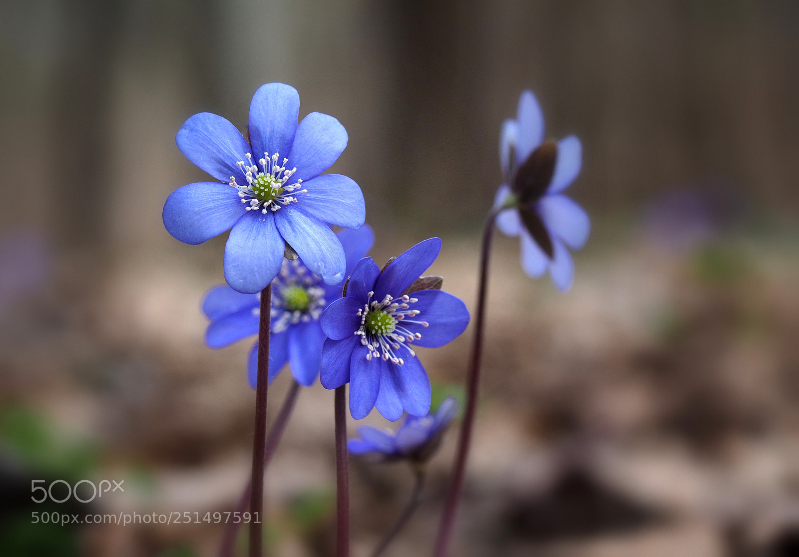 Olympus OM-D E-M10 sample photo. Flowers of spring photography