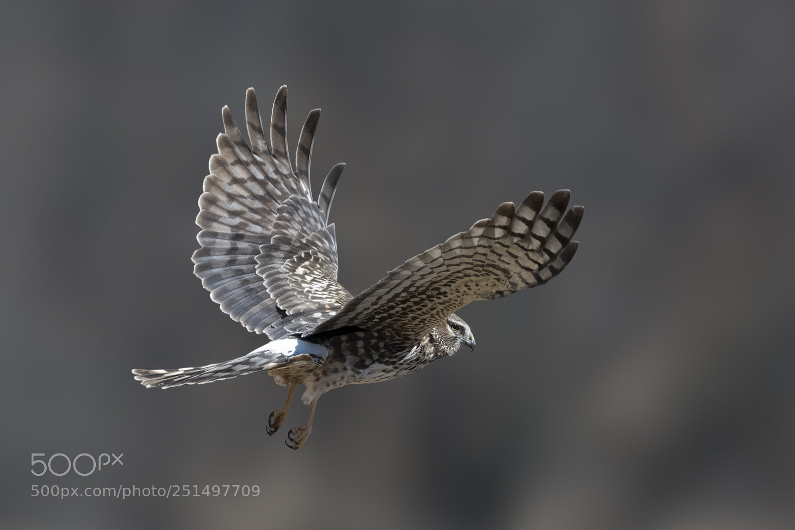 Nikon D850 sample photo. Harrier photography