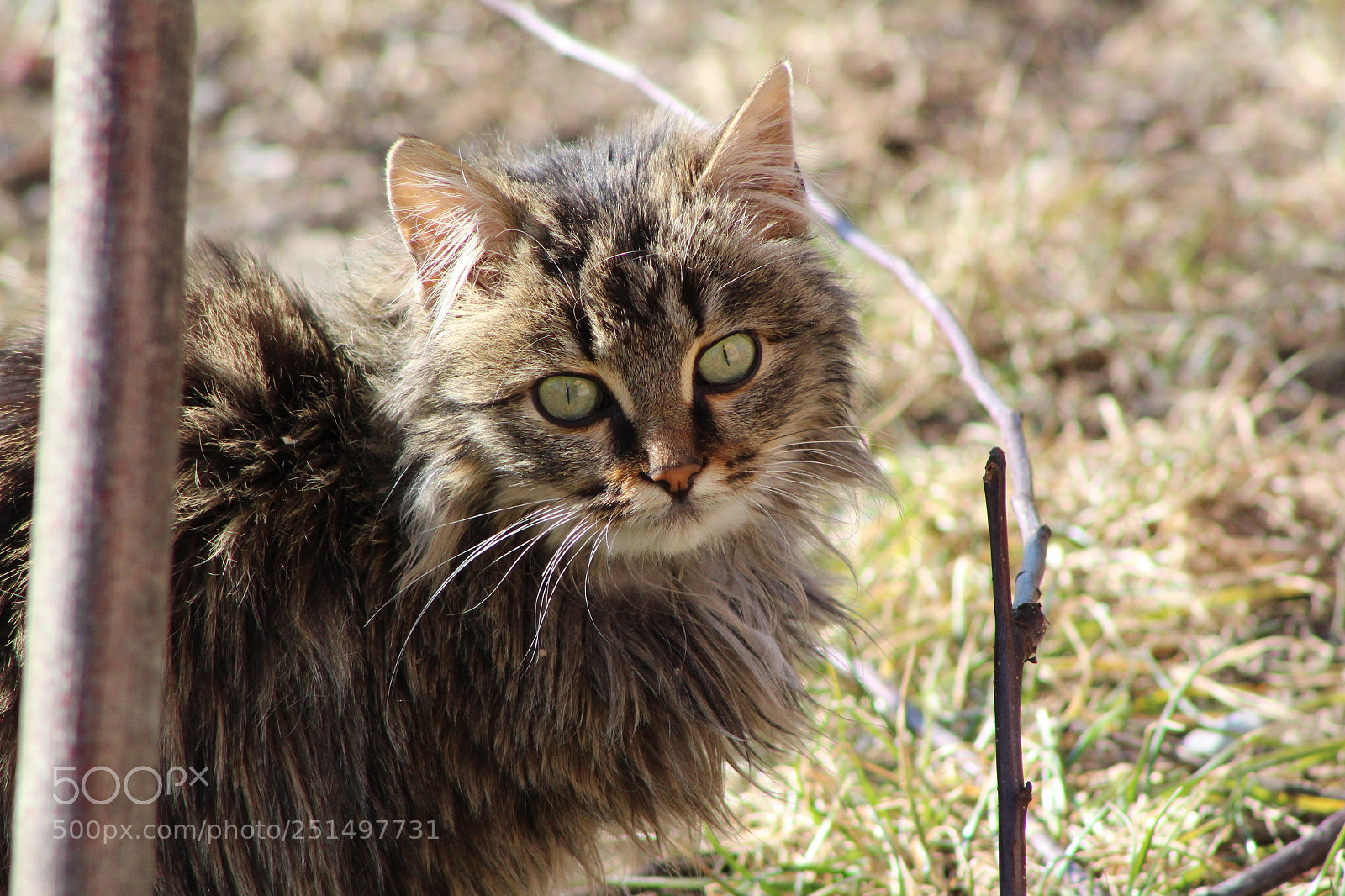 Canon EF 75-300mm f/4-5.6 sample photo. Img photography