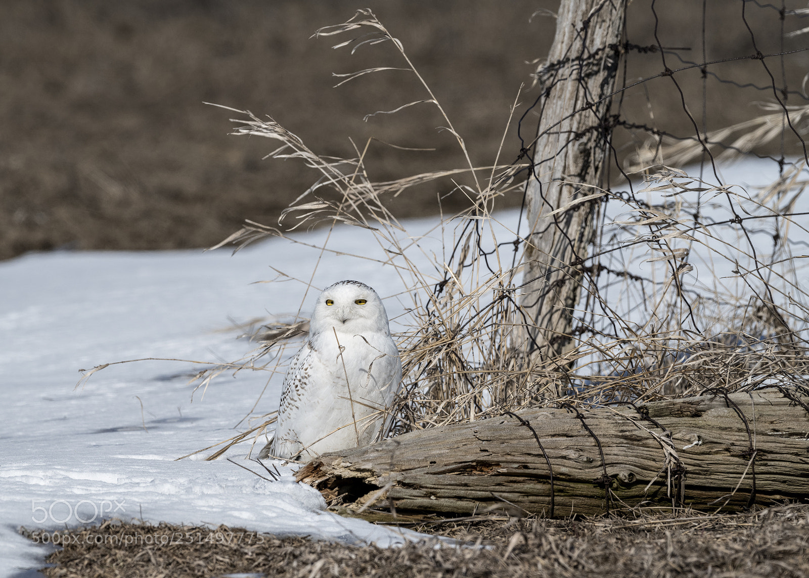 Nikon D850 sample photo. Snowy owl photography