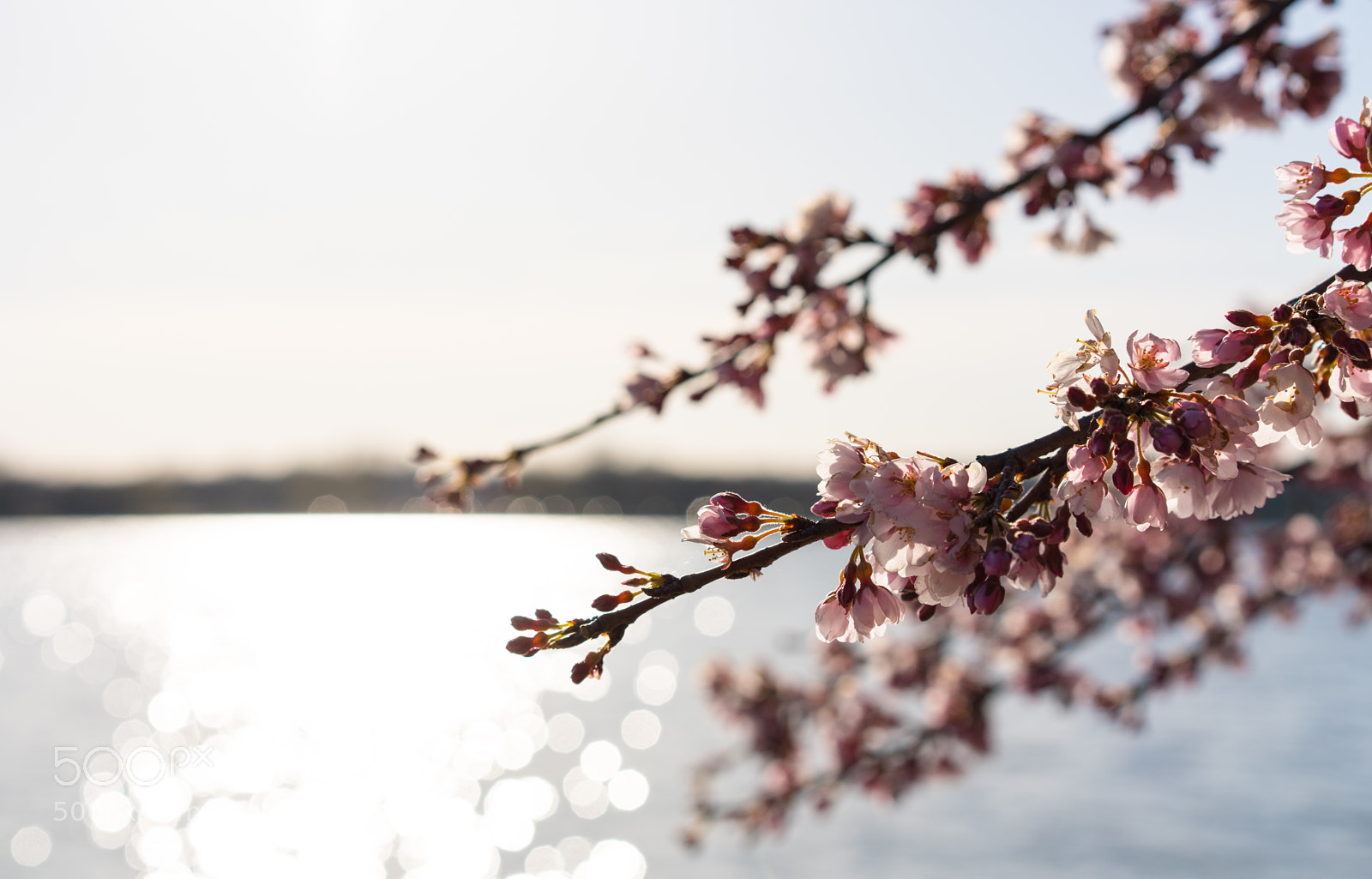 Sony a7R III sample photo. Dc early cherry blossom photography