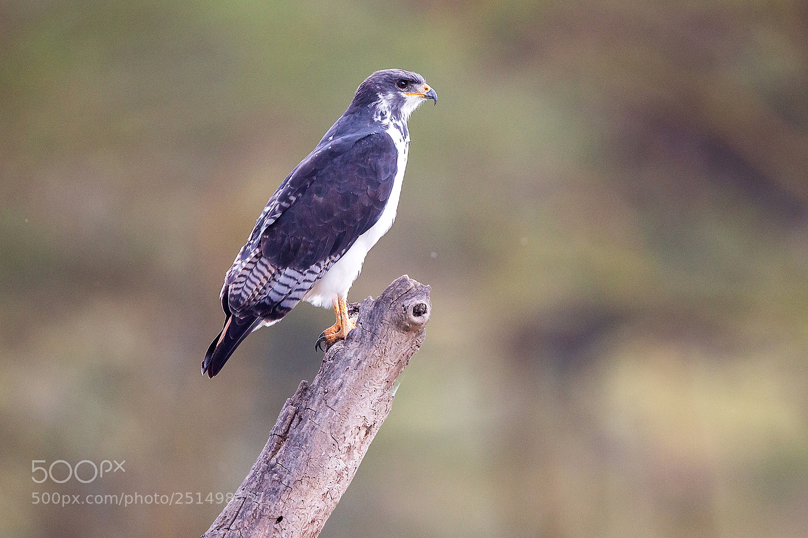 Canon EOS-1D X sample photo. Kenya 2014 photography
