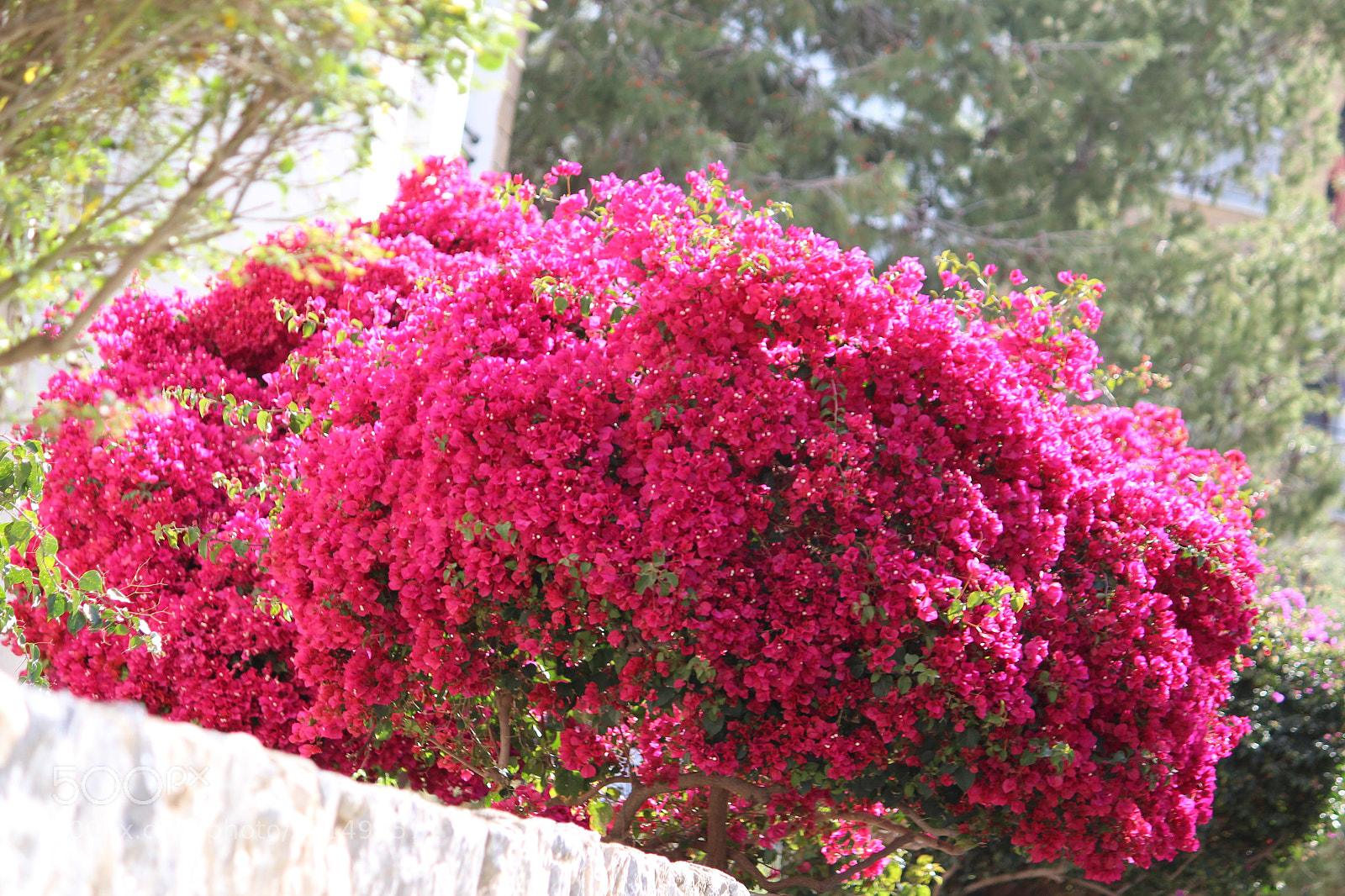 Canon EF-S 55-250mm F4-5.6 IS II sample photo. Img photography