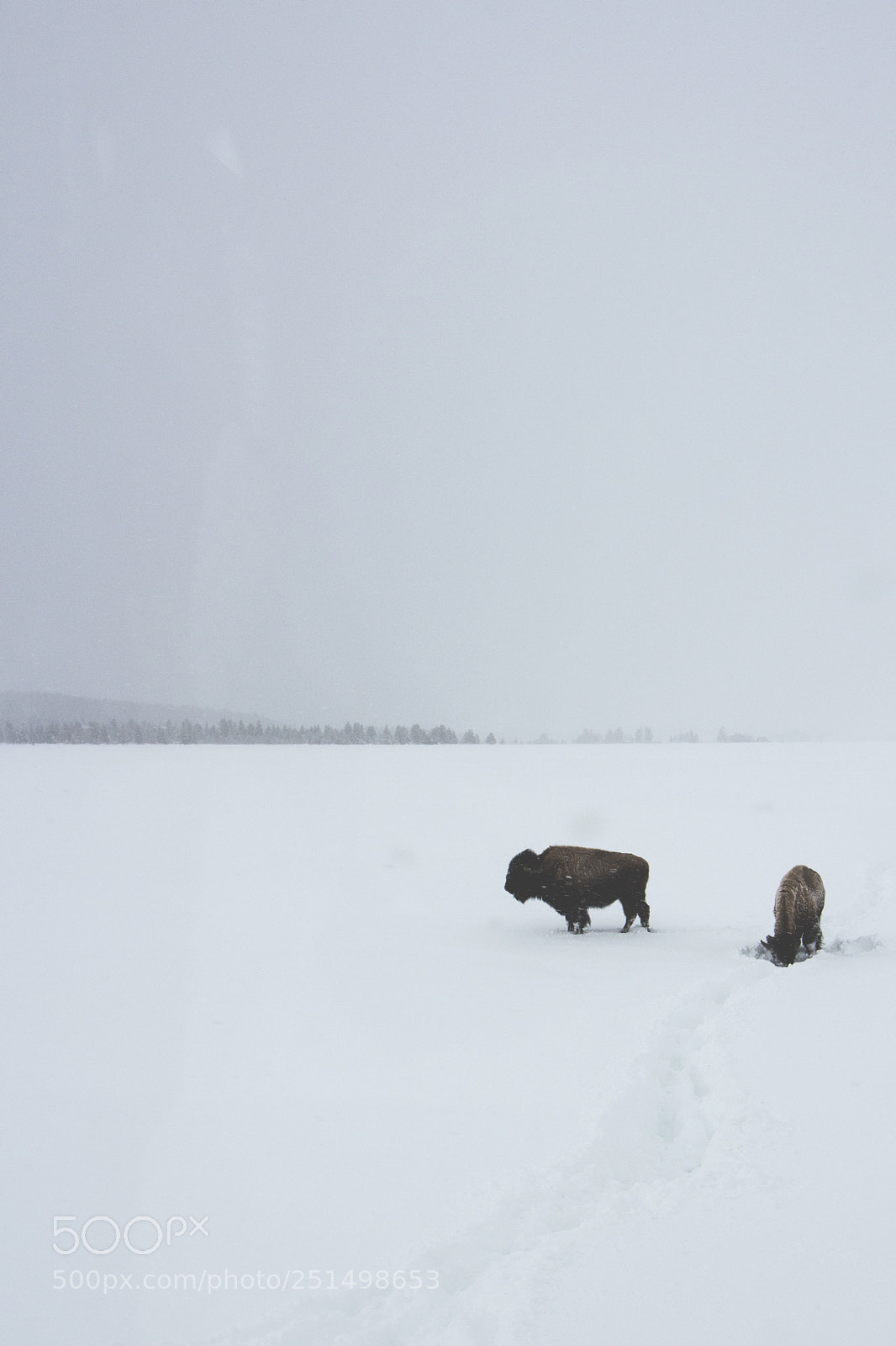 Canon EOS 650D (EOS Rebel T4i / EOS Kiss X6i) sample photo. Bison photography