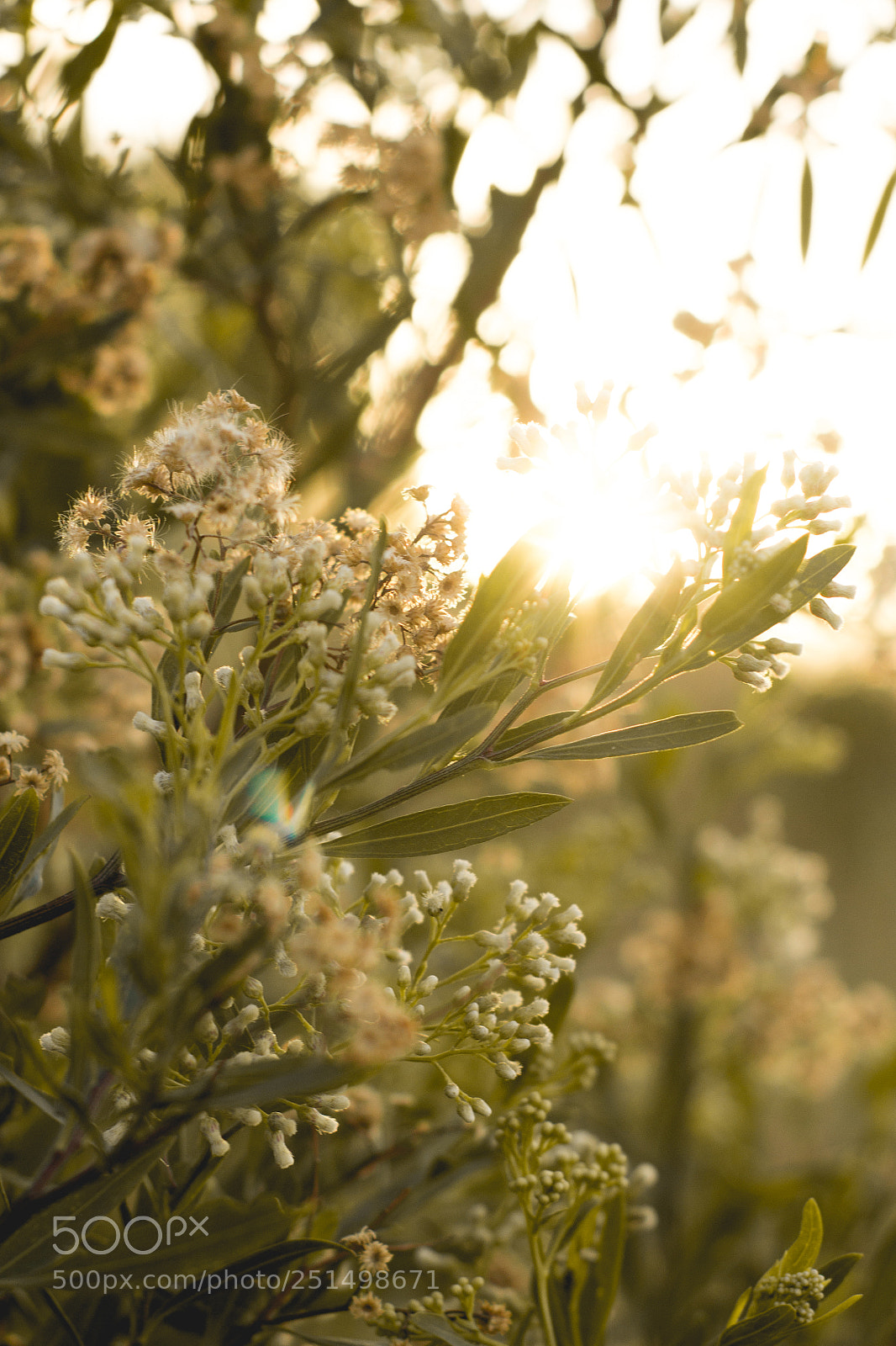 Canon EOS 1200D (EOS Rebel T5 / EOS Kiss X70 / EOS Hi) sample photo. Summertime's in bloom photography