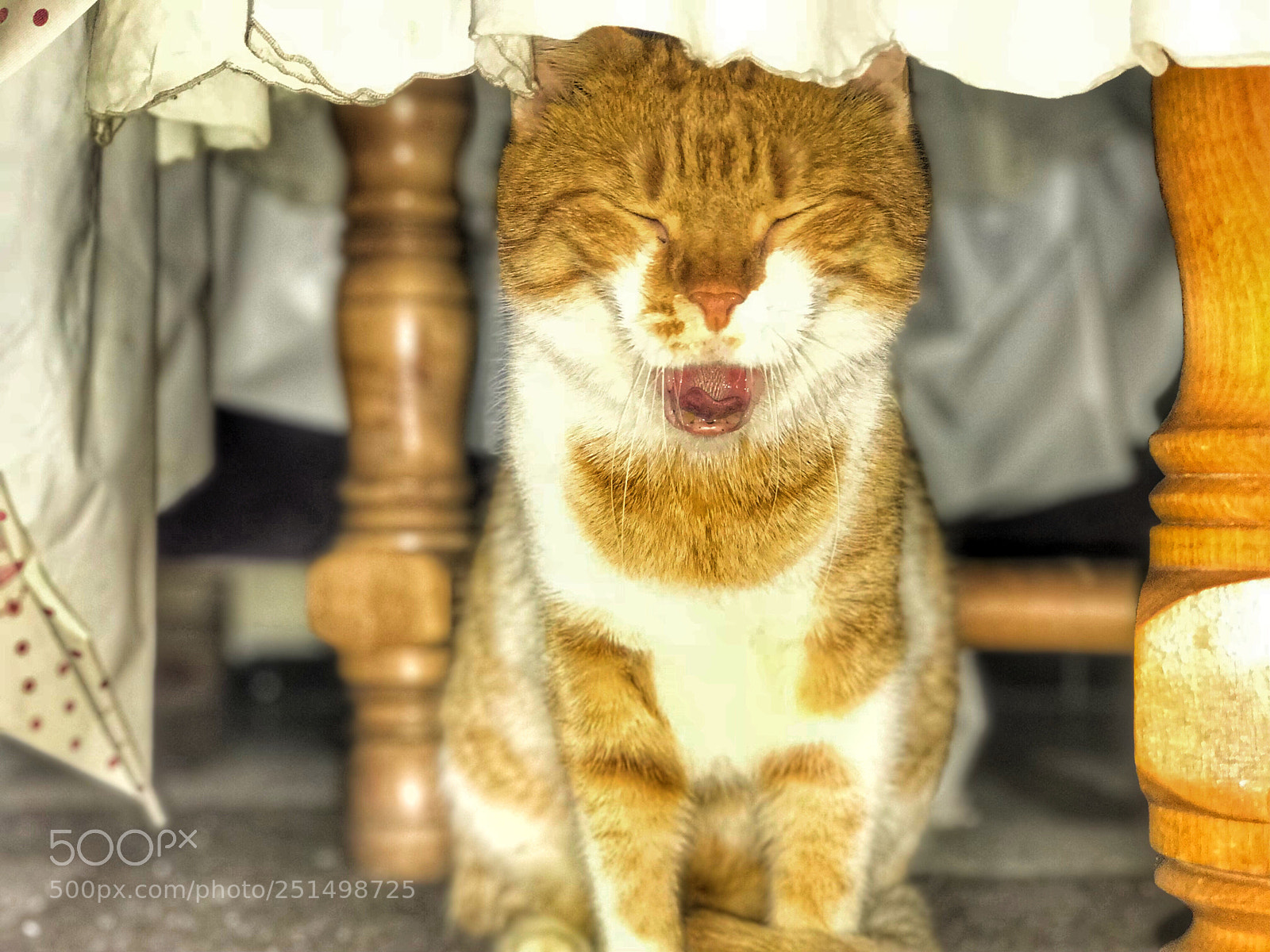 Apple iPhone 7 Plus sample photo. Kitten photography