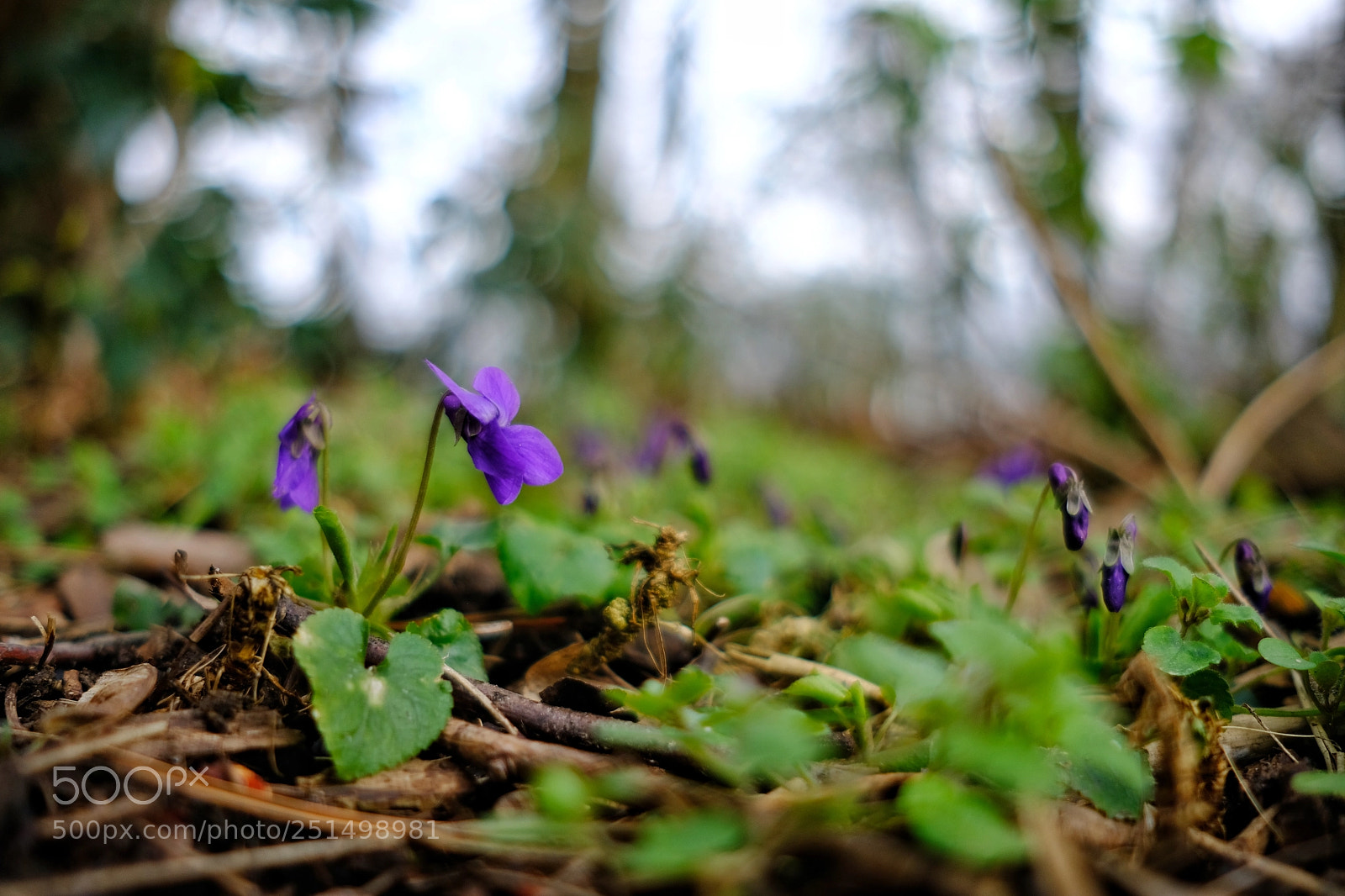 Fujifilm X-T20 sample photo. 'violet (viola riviniana)' photography