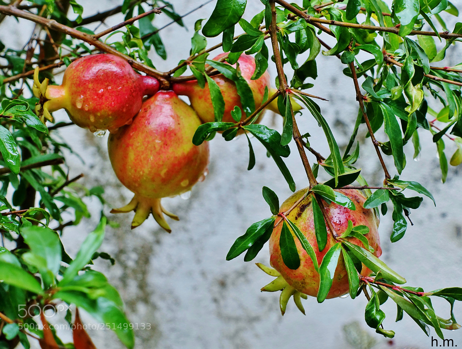 Sony Cyber-shot DSC-RX100 III sample photo. Cafo photography