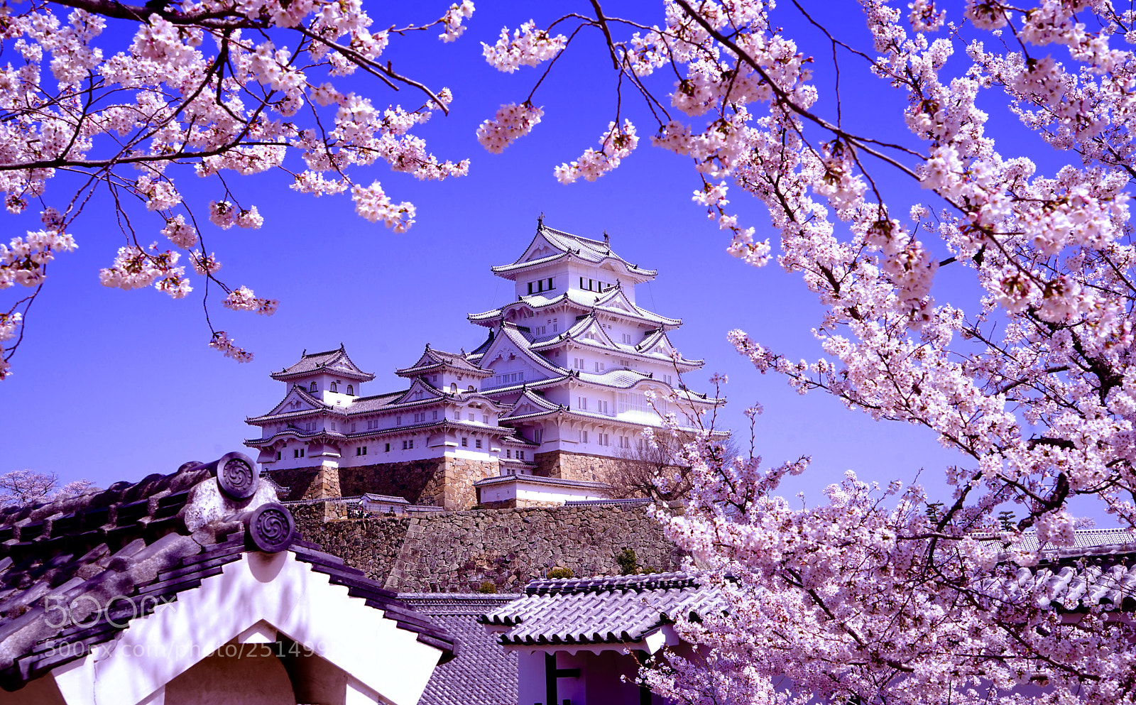 Sony a7R sample photo. Himeji cherry blosom photography