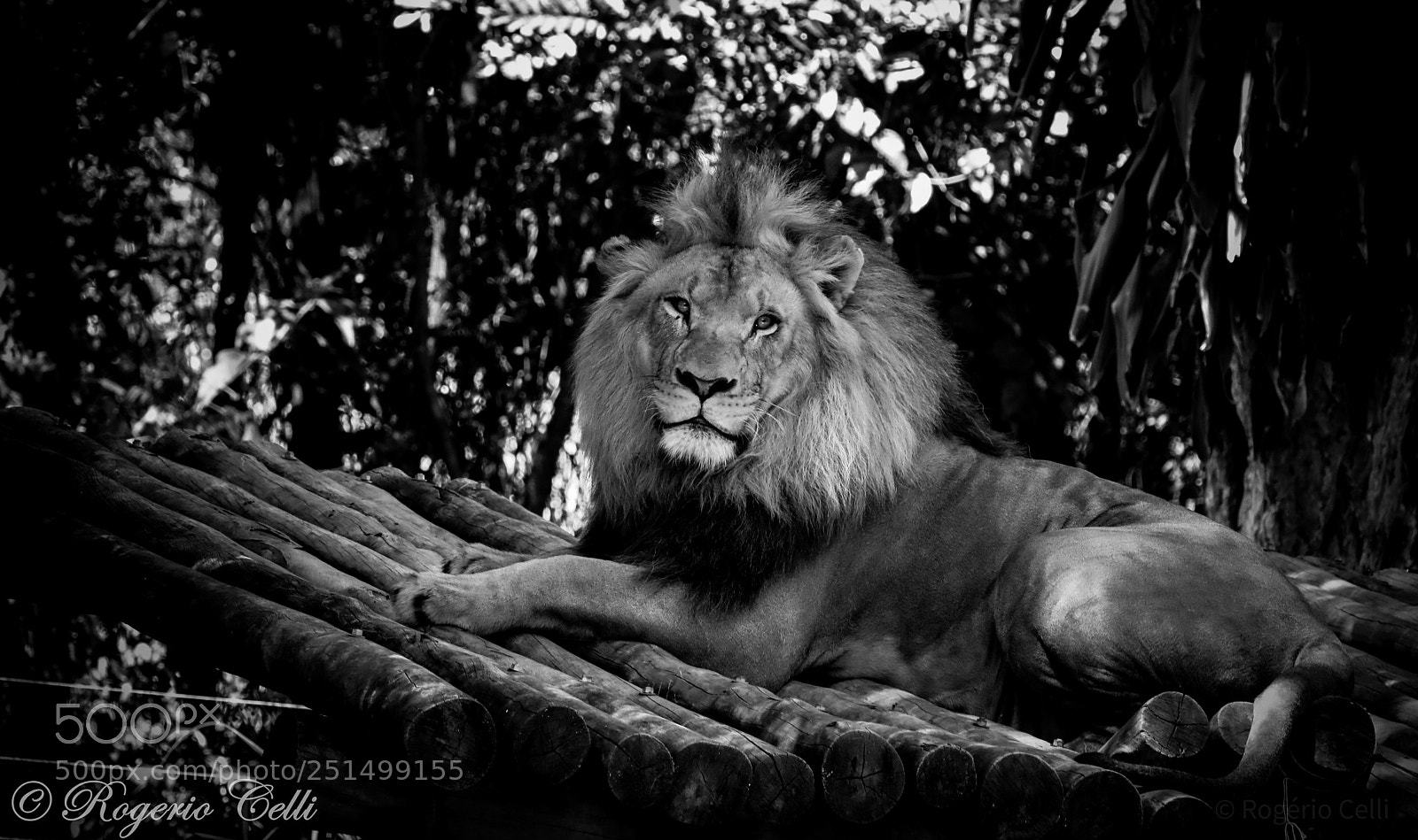 Canon EOS 5D Mark IV sample photo. Nature vibes the king photography