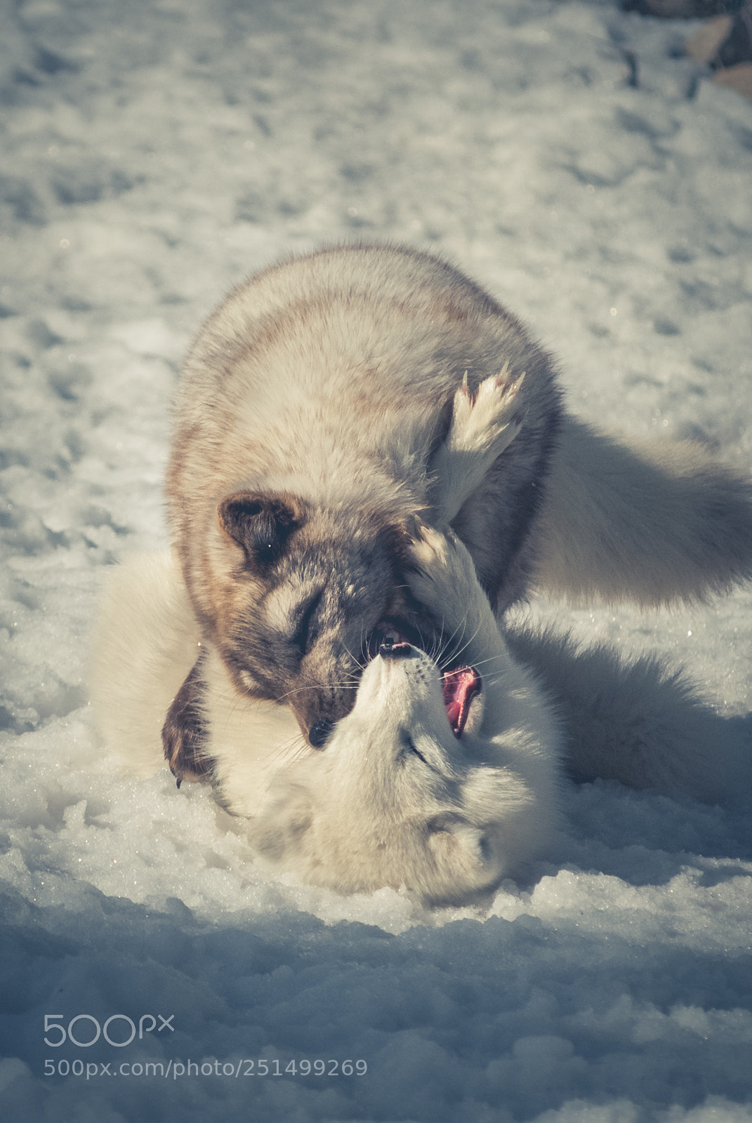 Nikon D3000 sample photo. Artic fox - alopex photography