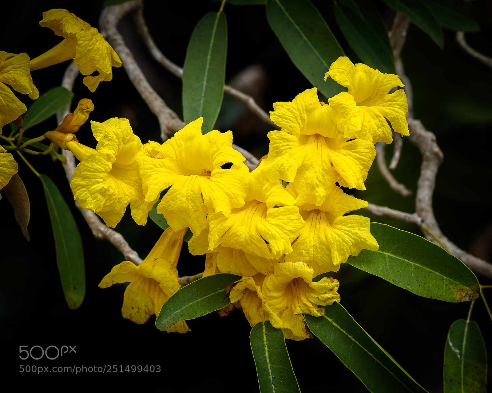 Olympus OM-D E-M1 sample photo. Golden trumpet tree photography