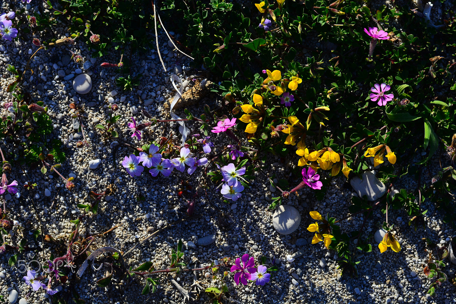 Nikon D5200 + Nikon AF-S Nikkor 50mm F1.8G sample photo. Ls2 photography